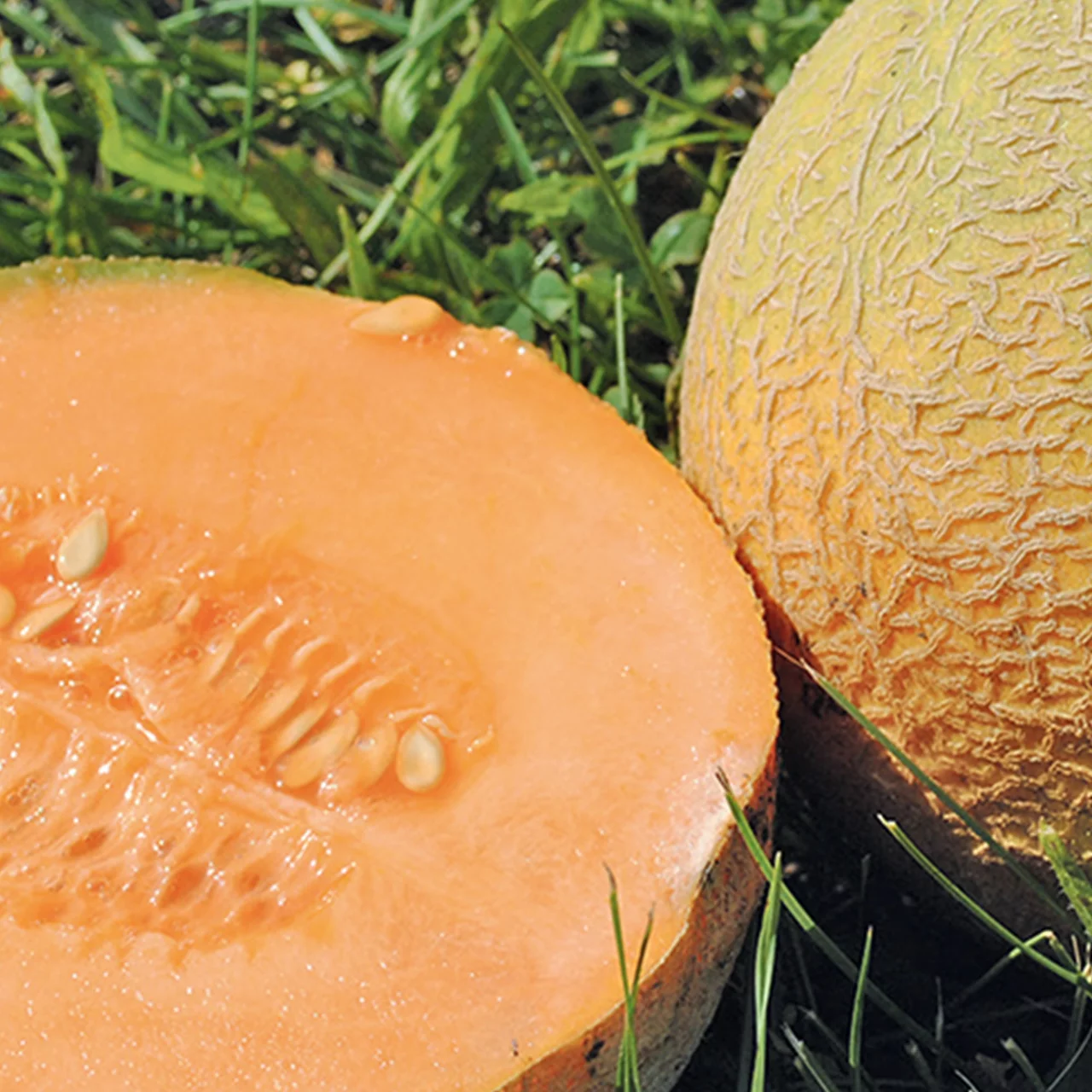 Bio-Setzling Melone 'Charentais' | © Etter Gemüse und Jungpflanzen