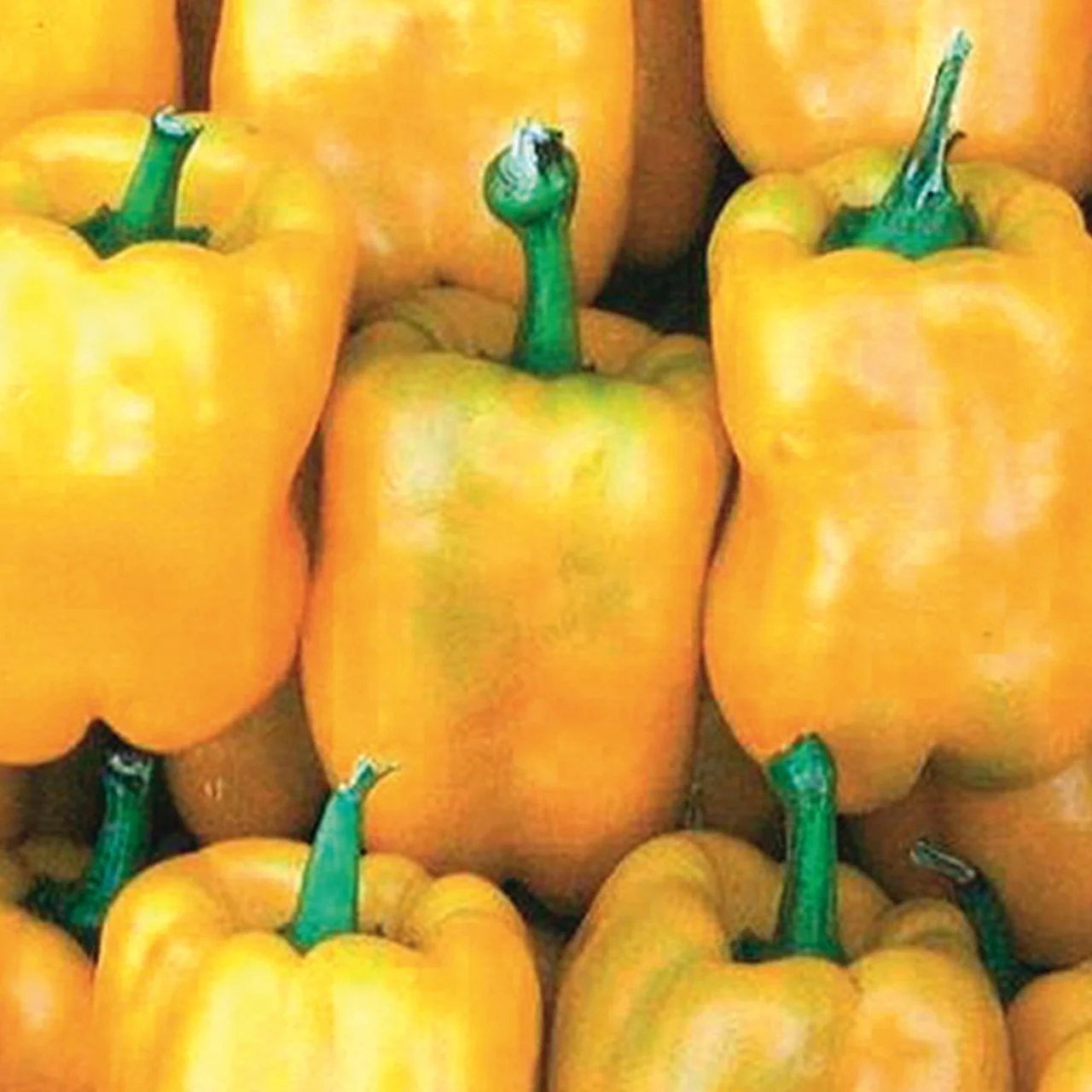 Paprika 'Quadrato d’Asti Giallo RS' Robuste BioSetzlinge