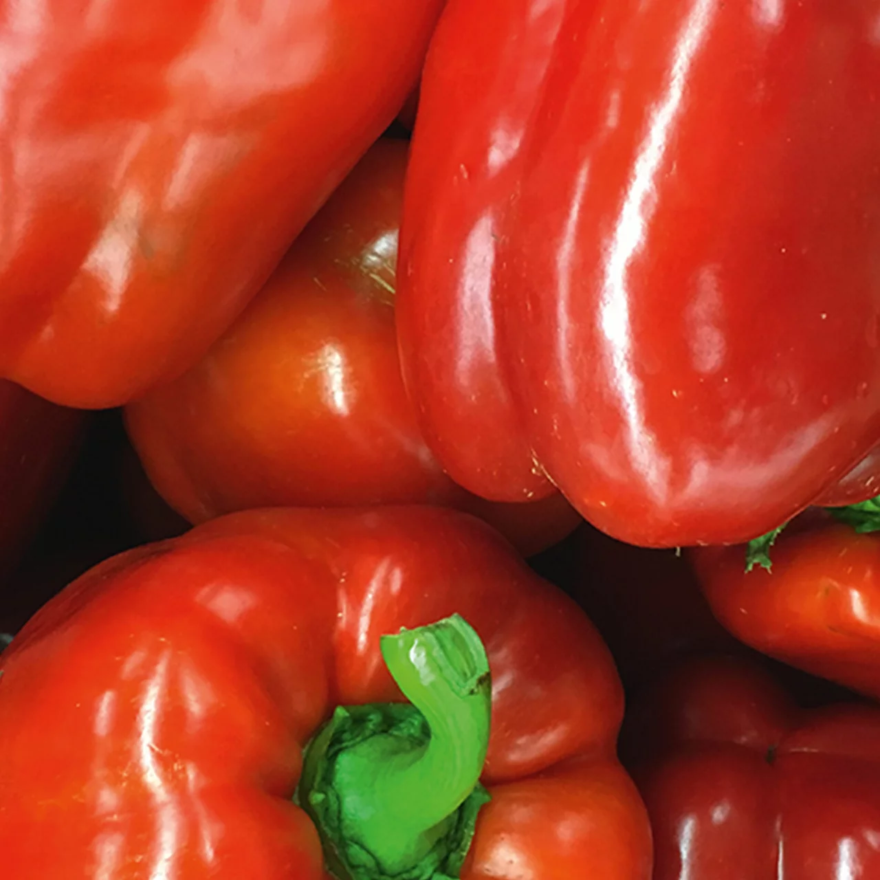 poivron-quadrato-d-asti-rosso-rs-plantons-bio-robustes