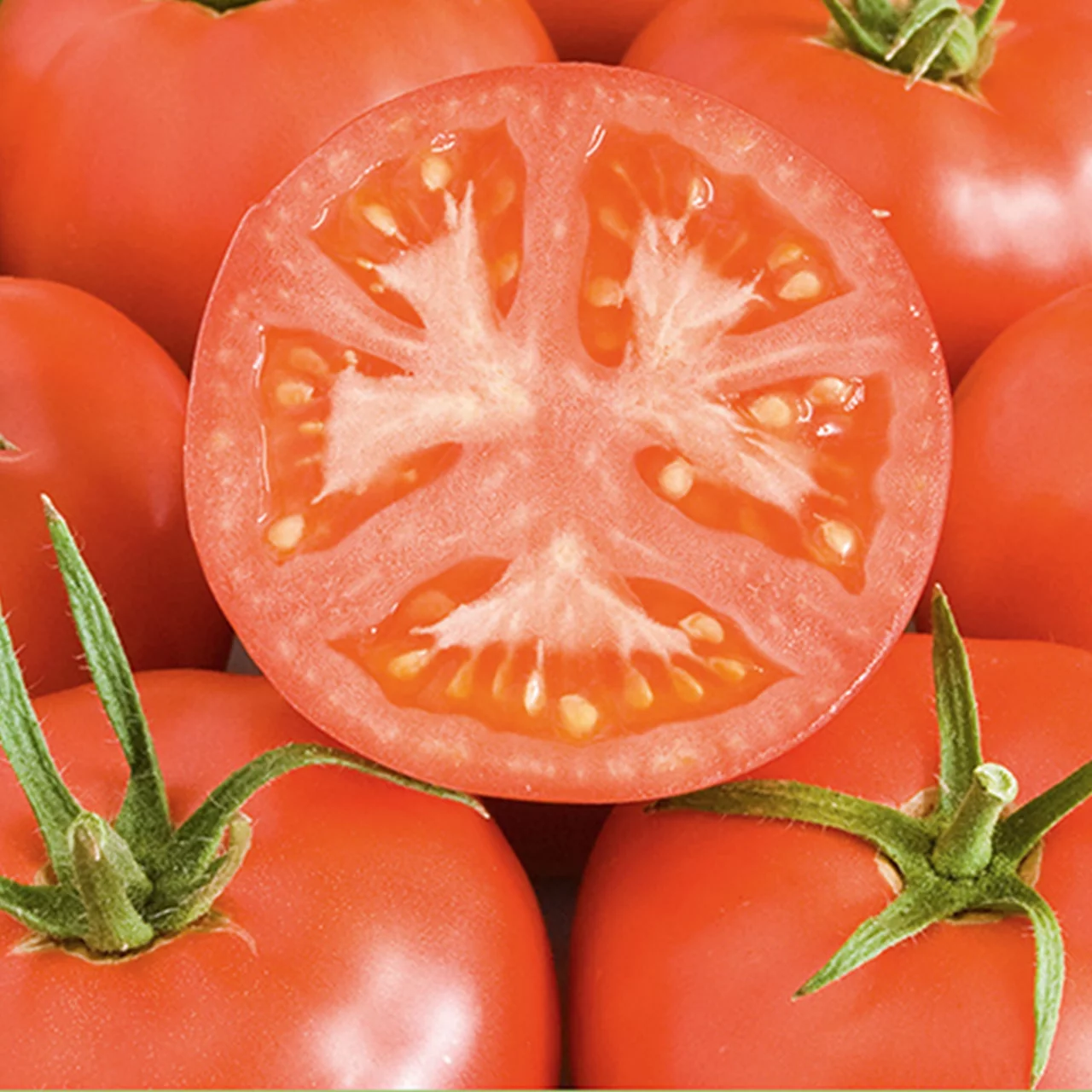 BioSetzling Tomate 'Berner Rose' Robuste BioSetzlinge