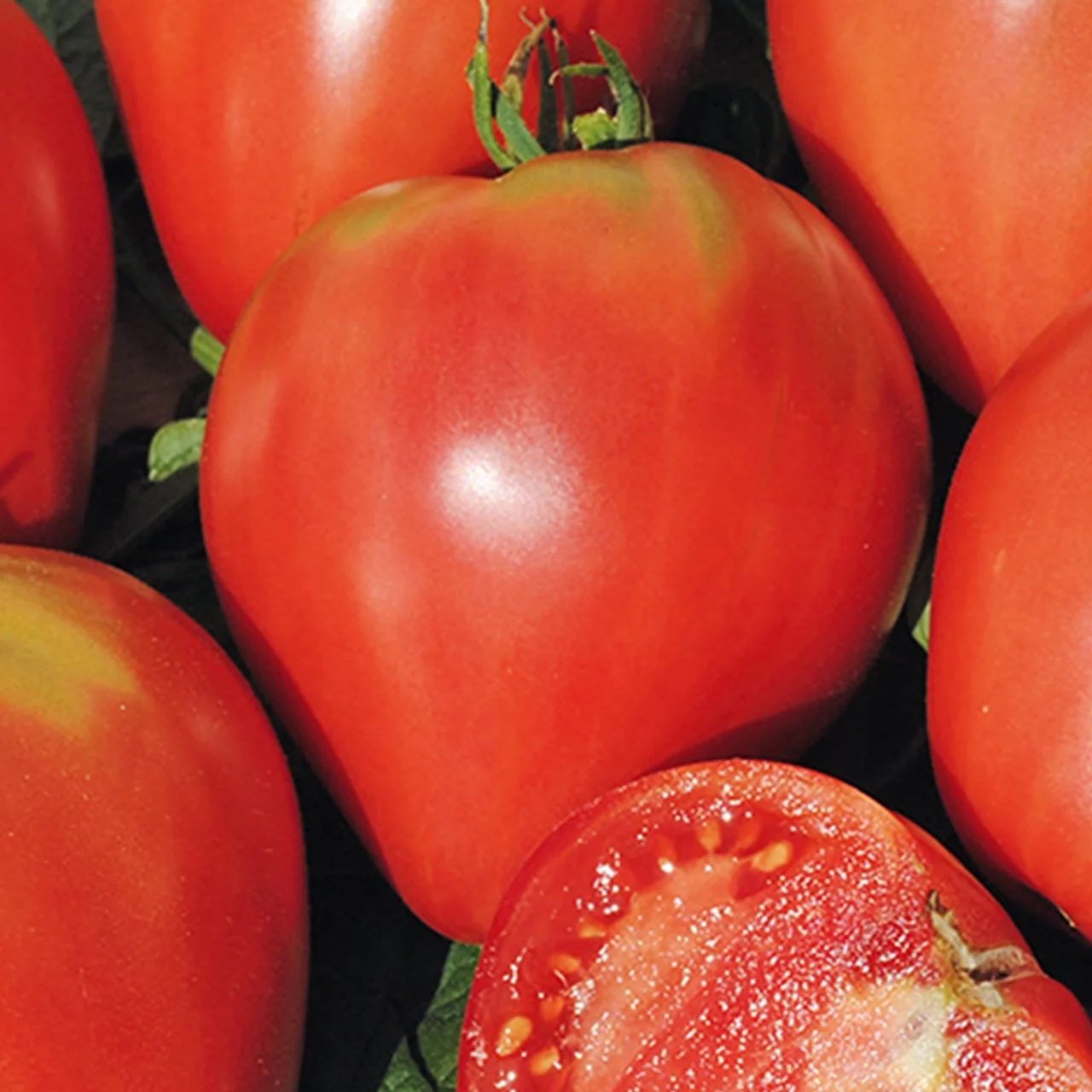 Bio-Setzlinge Tomate 'Ochsenherz' | © Etter Gemüse und Jungpflanzen