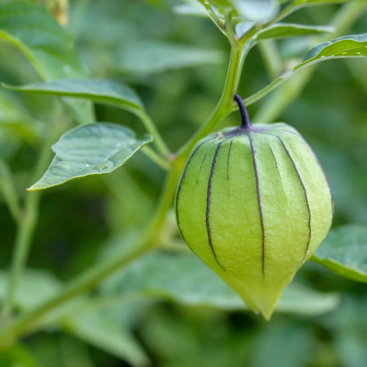 BioSetzling Physalis Tomatillo Robuste BioSetzlinge