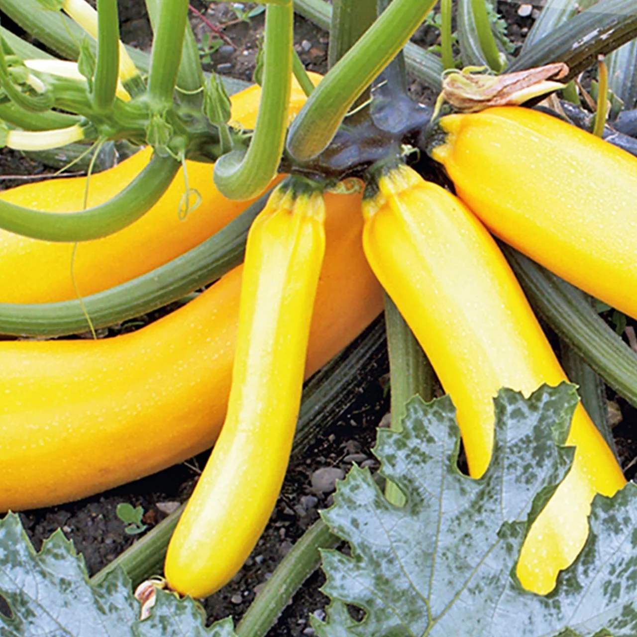 Bio-Setzling Zucchetti 'Auslese' | © Etter Gemüse und Jungpflanzen
