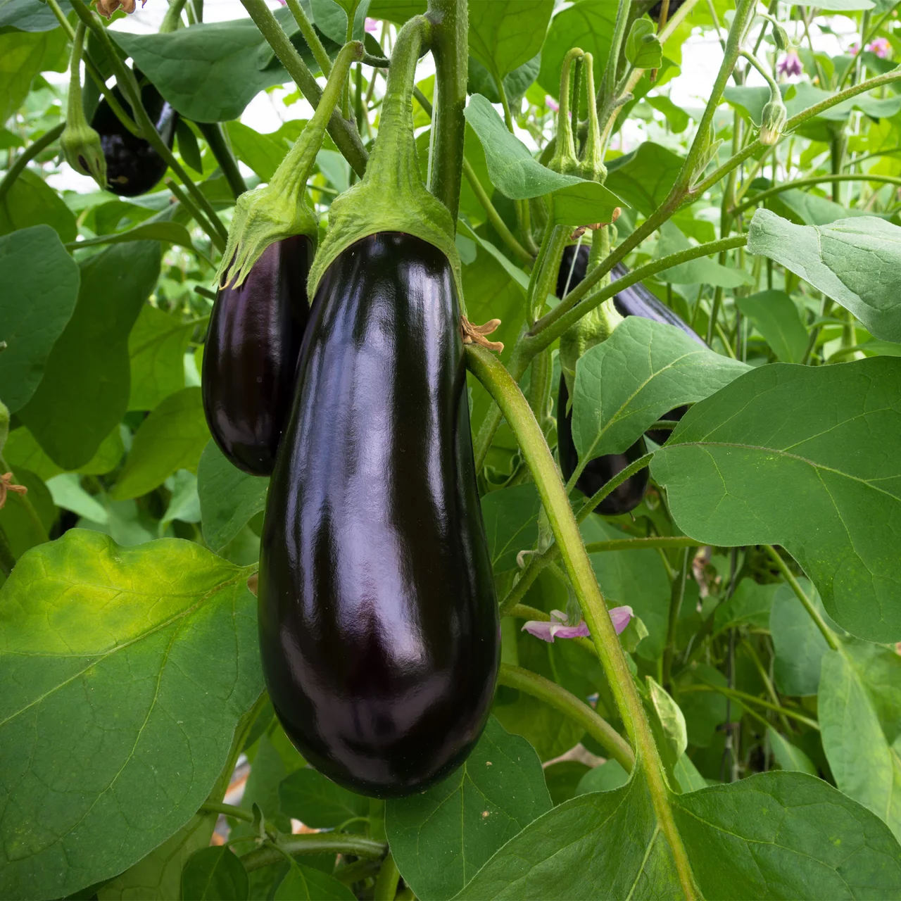 Bio-Setzling Aubergine 'Meronda' | © Etter Gemüse und Jungpflanzen