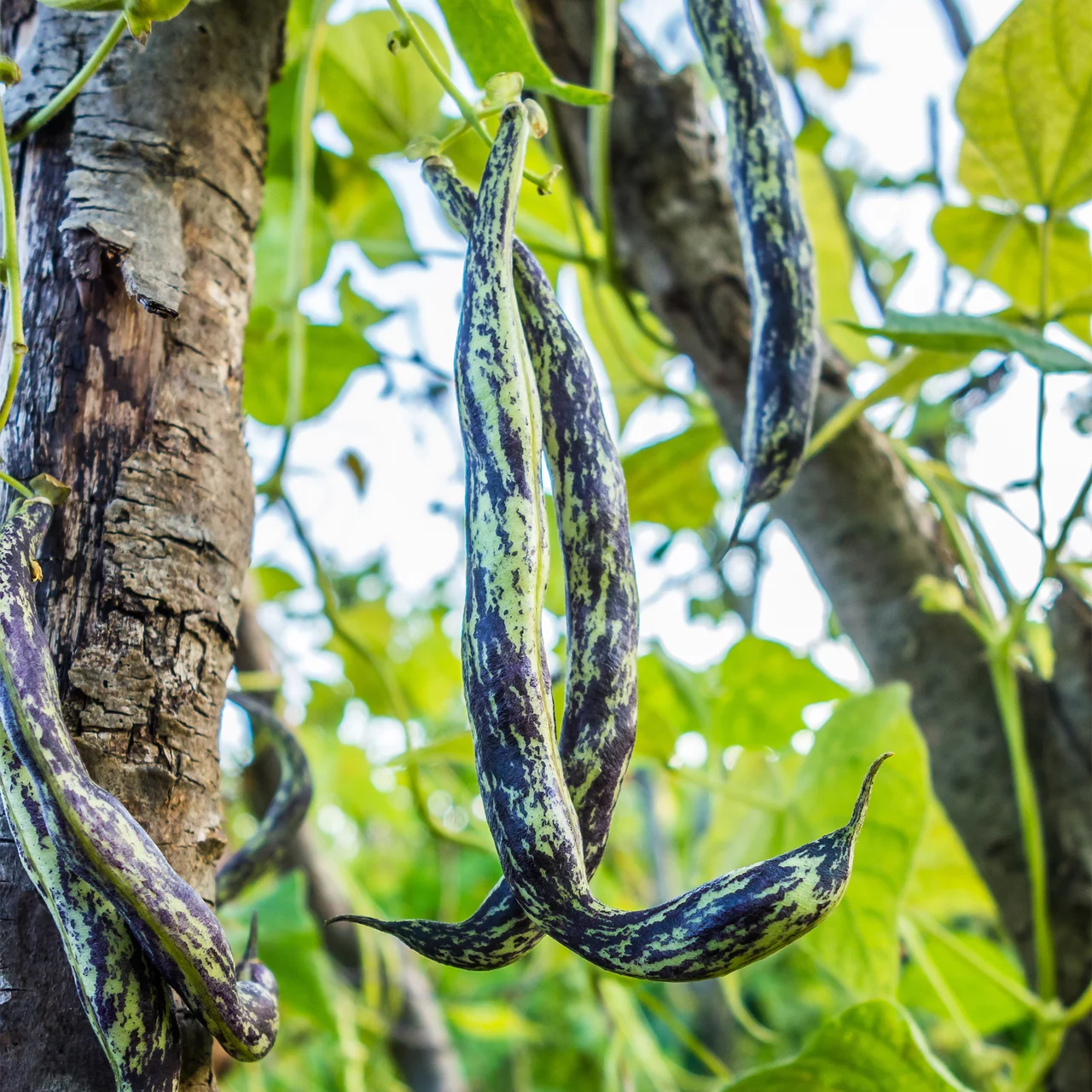 Bio-Stangenbohne 'Weinlnderin'  Robuste Bio-Setzlinge