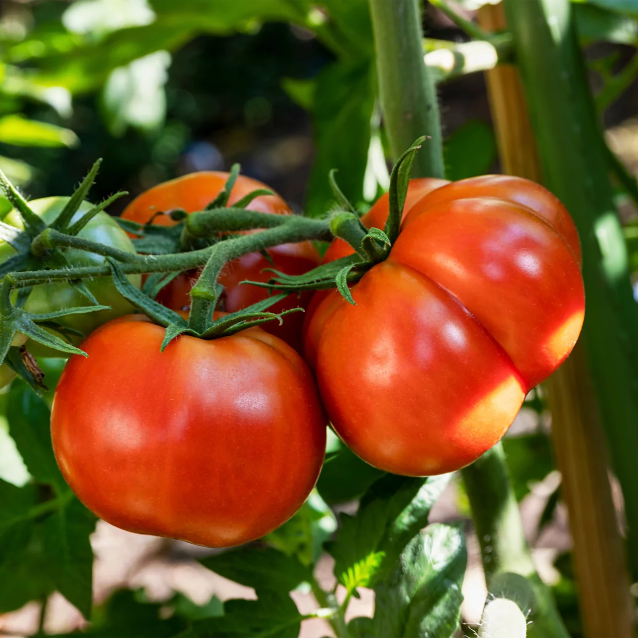 BioSetzling Tomate 'Master' veredelt Robuste BioSetzlinge