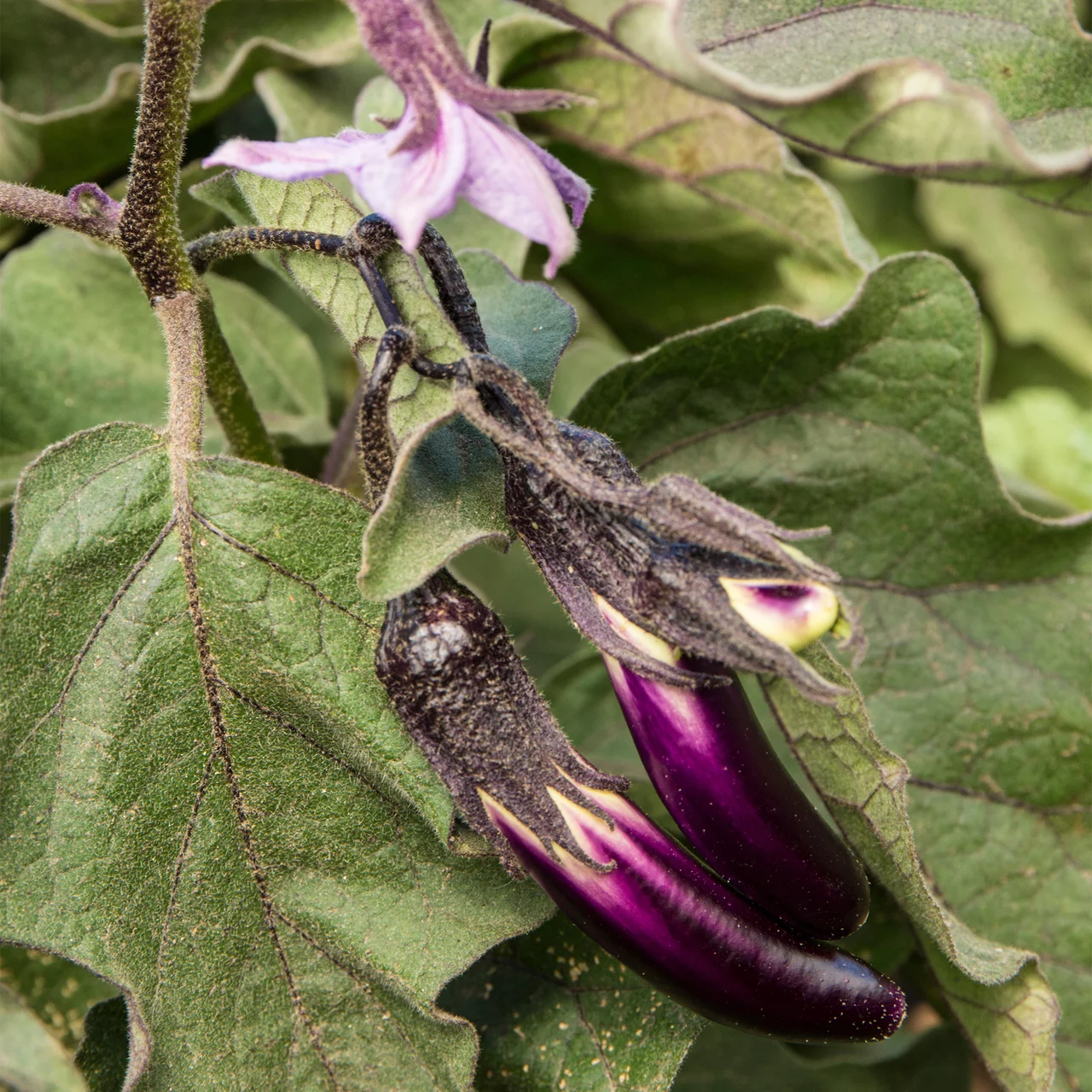 Bio-Setzling Aubergine 'Little Fingers' | © Etter Gemüse und Jungpflanzen