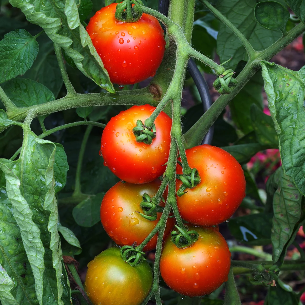 BioSetzling CherryTomate 'Sweet Million' Veredelte Setzlinge