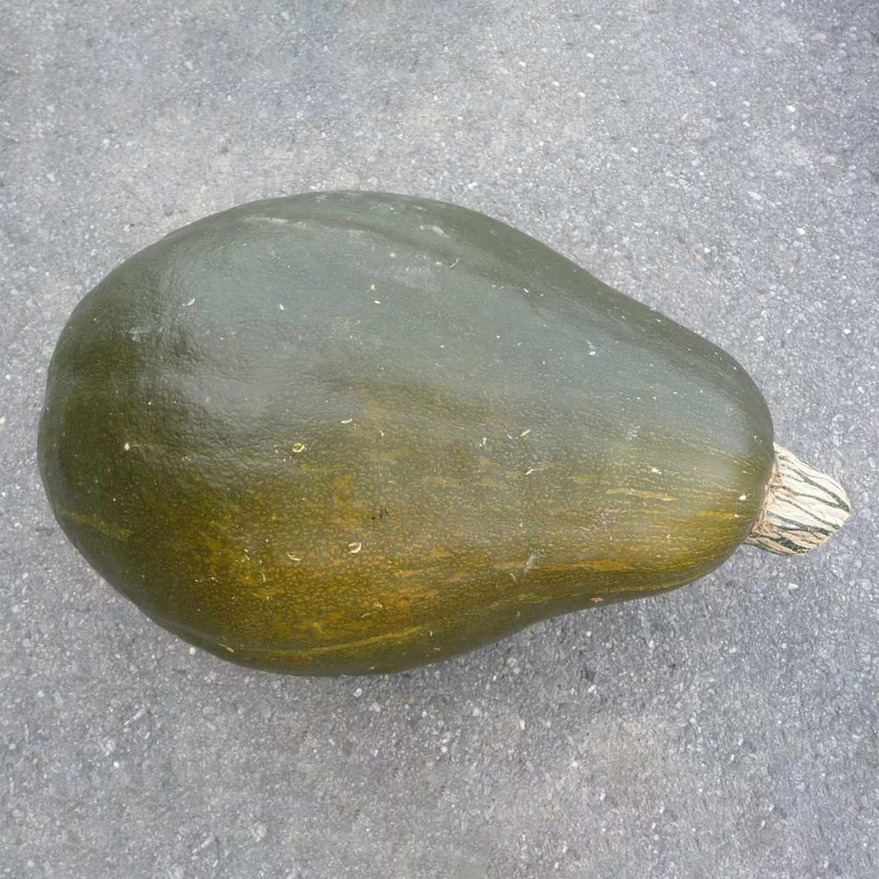 Bio-Setzling Kürbis 'Vert Olive' | © Etter Gemüse und Jungpflanzen