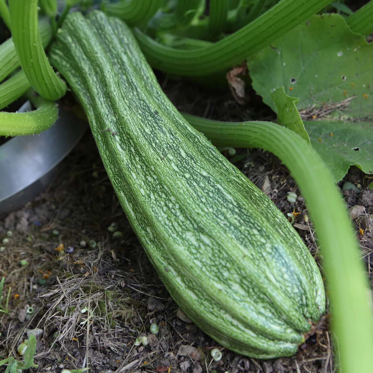 Bio-Setzling Zucchetti 'Costata Romanesco' | © Etter Gemüse und Jungpflanzen