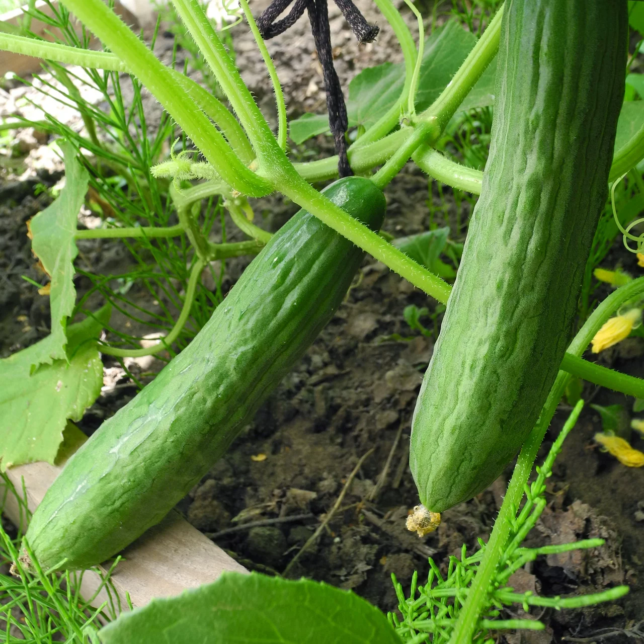 Bio-Setzling Schlangengurke 'Tanja' | © Etter Gemüse und Jungpflanzen