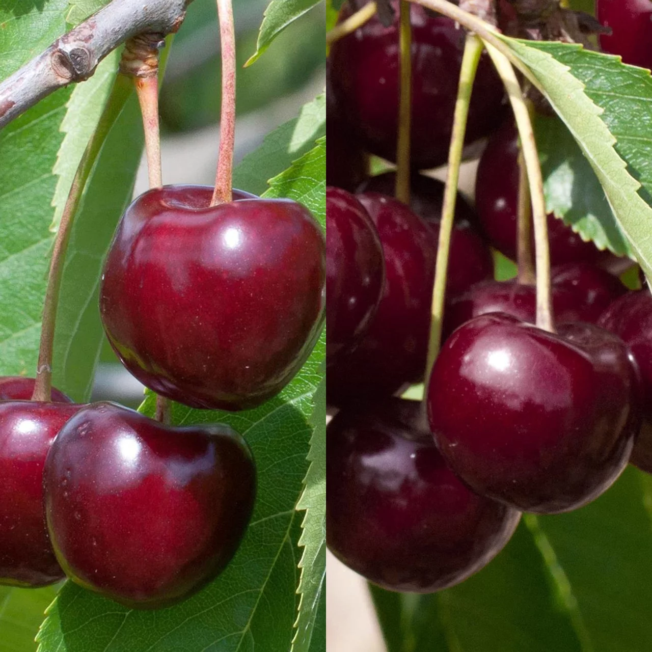 Cerisier duo – deux variétés de cerises bio sur un seul arbre