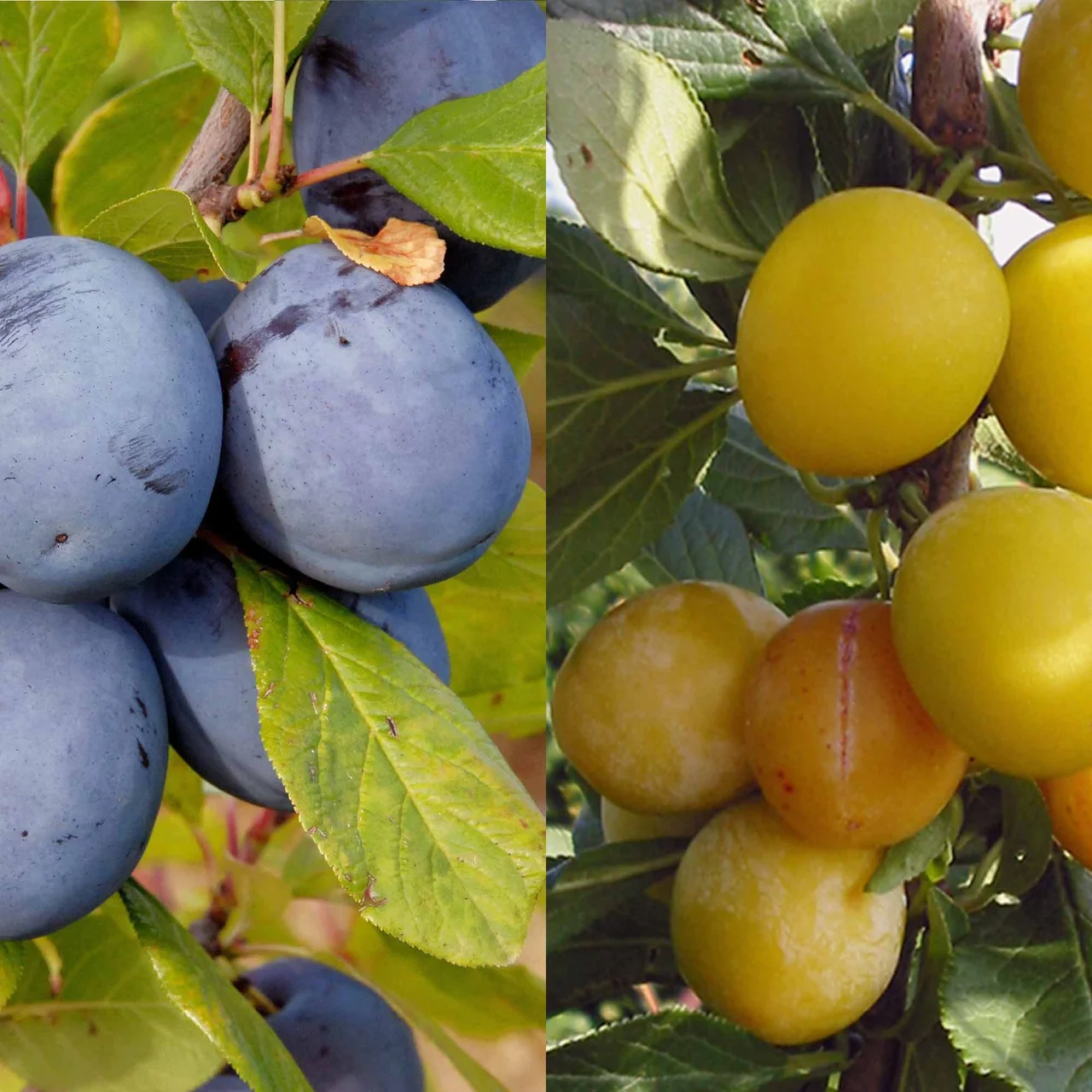 Duo-Pflaumenbaum Mirabelle de Nancy / Hauszwetschge | © Bio Baumschule Geers GbR