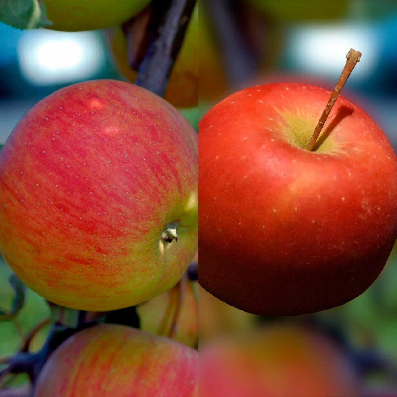 Pommier Duo Ariwa et Bonita | © Glauser's Bio-Baumschule