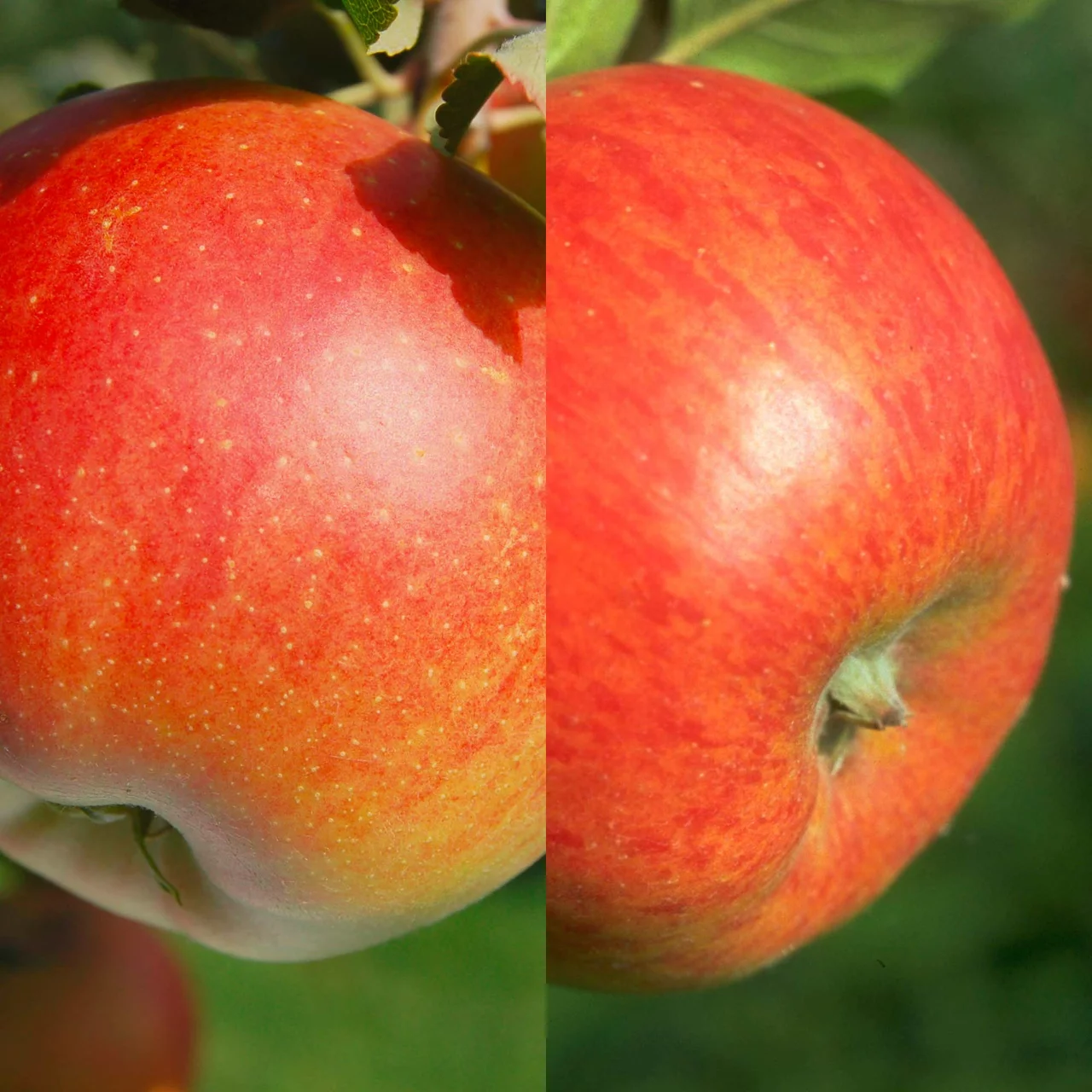 Pommier Duo Galiwa et Topaz | © Glauser's Bio-Baumschule