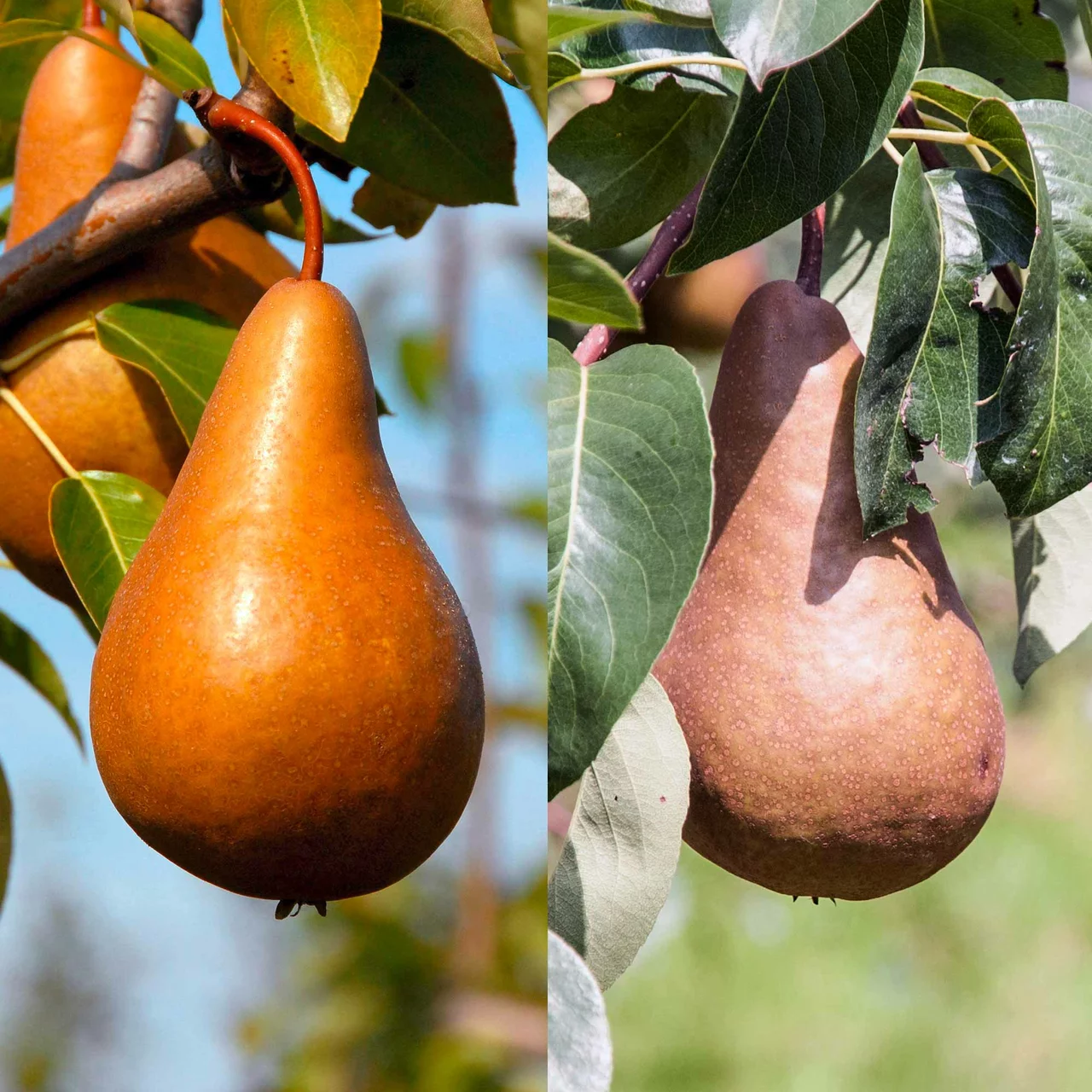 Duo-Birnenbaum Harrow Sweet und Kaiser Alexander | © Glauser's Bio-Baumschule