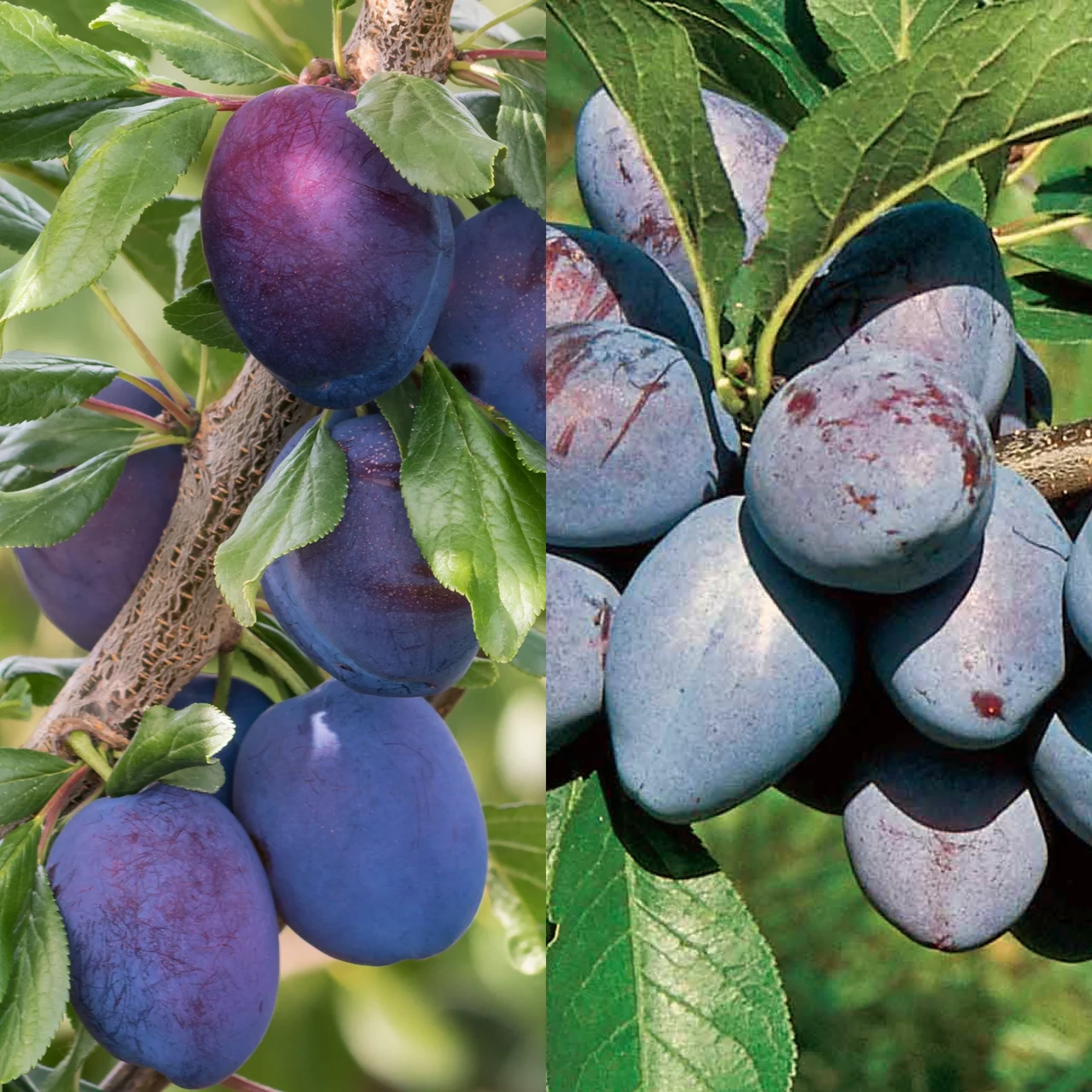 Duo-Zwetschgenbaum Fellenberg und Tegera | © Glauser's Bio-Baumschule