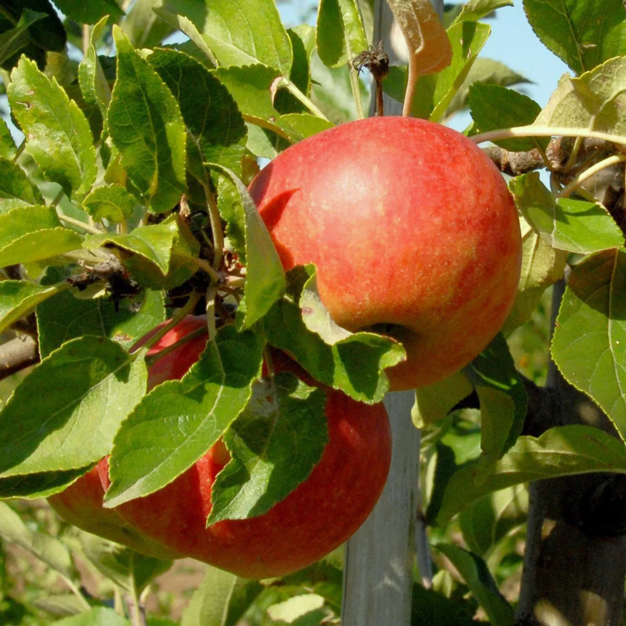 Pommier Elstar | © Bio Baumschule Geers GbR