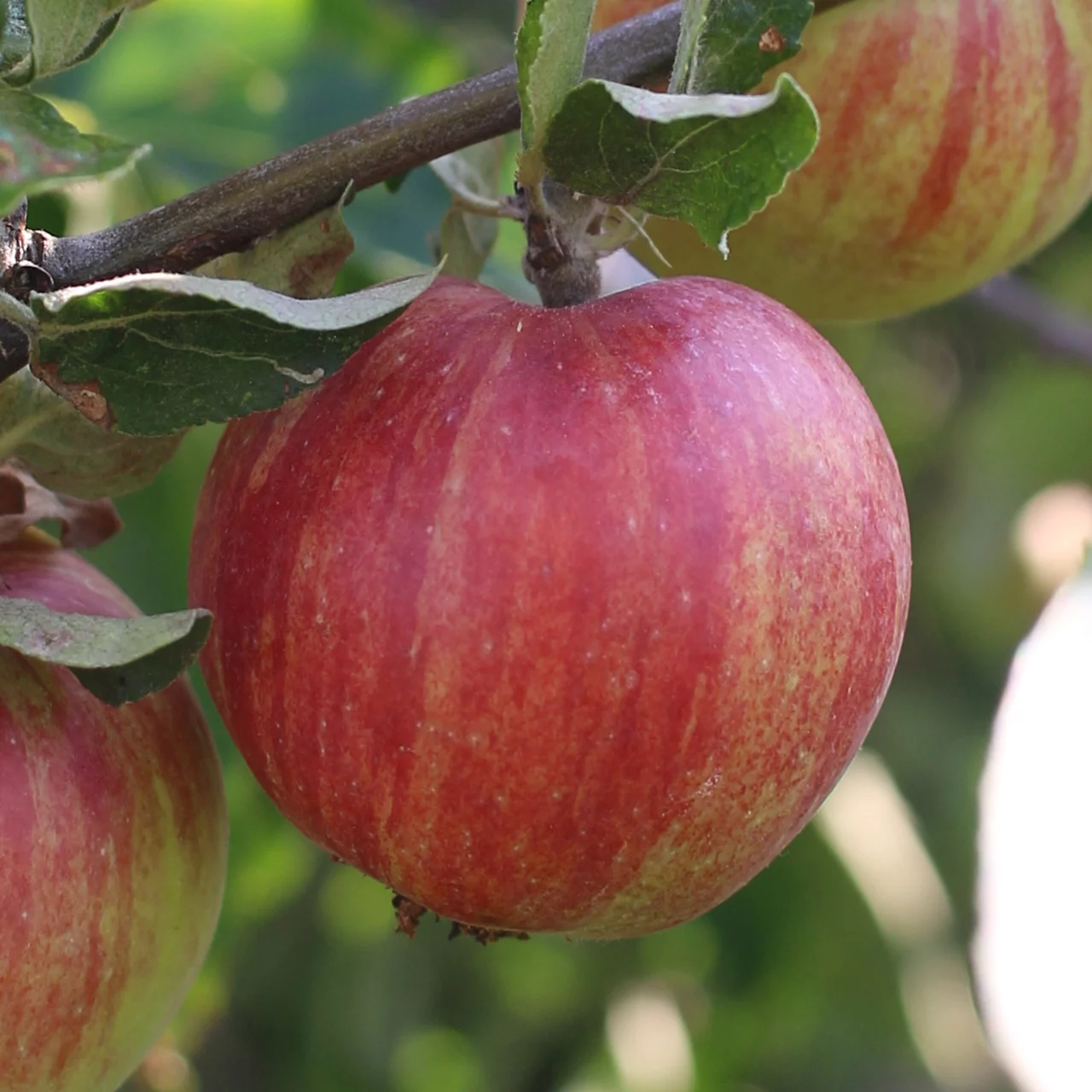 Apfelbaum Gravensteiner