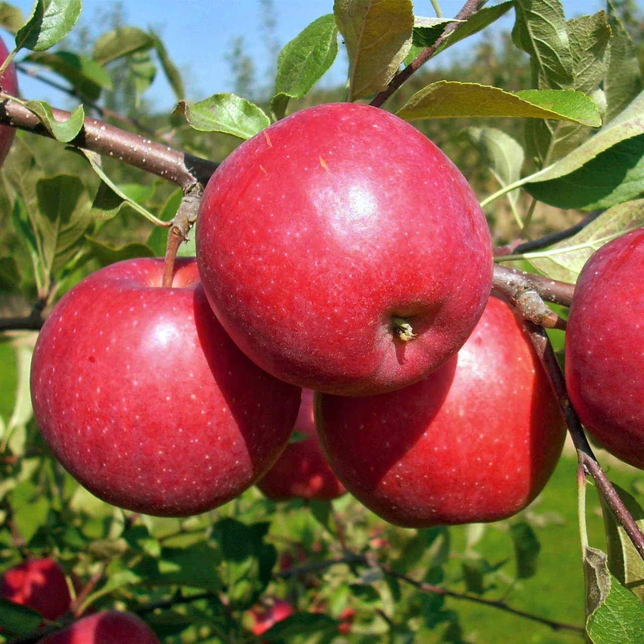 Apfelbaum Lucy | © Glauser's Bio-Baumschule
