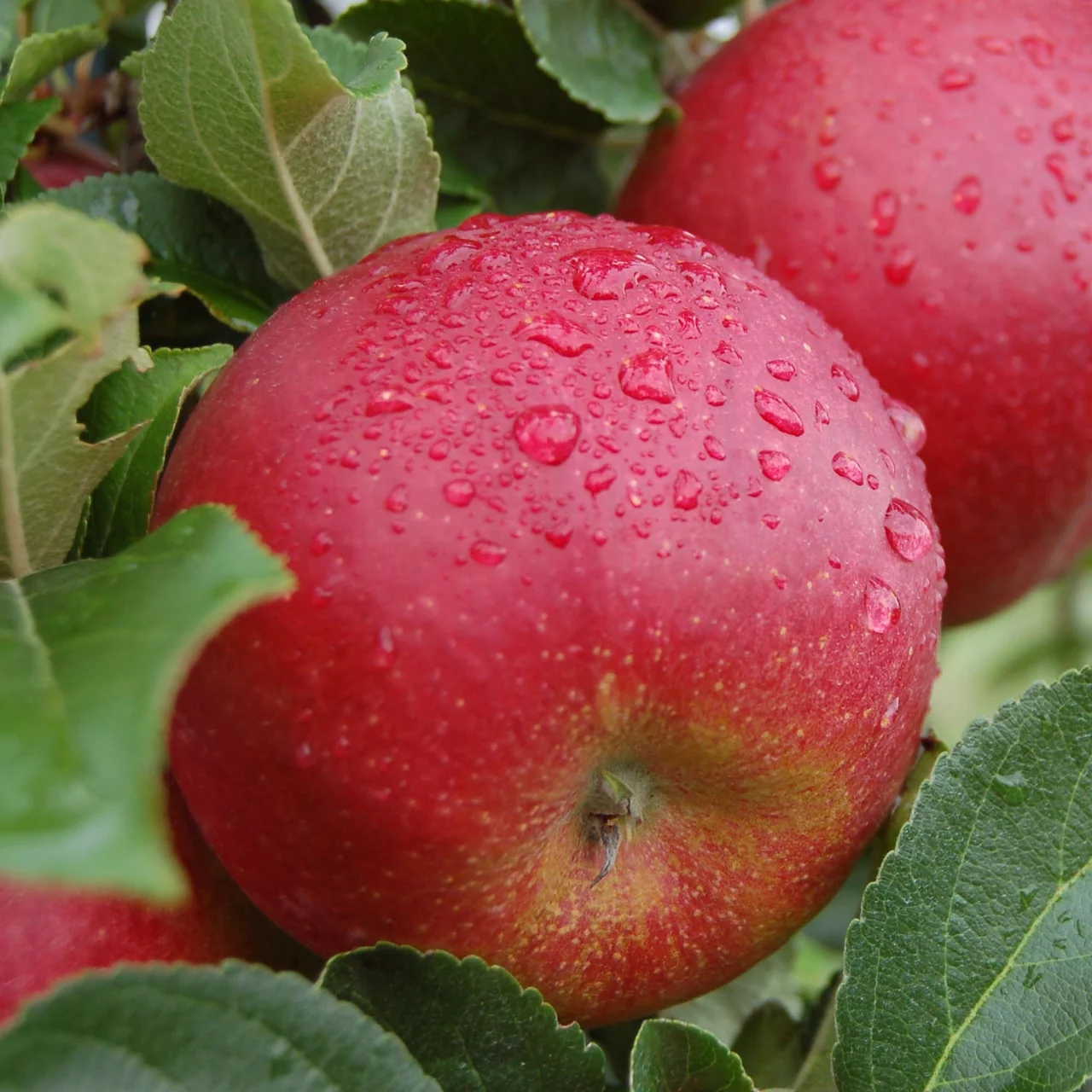 Pommier Rustica | © Glauser's Bio-Baumschule