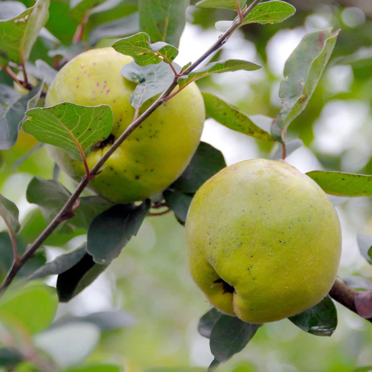 Apfelquittenbaum Cydolus | © Glauser's Bio-Baumschule