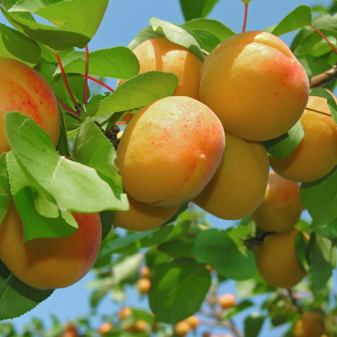 Bio-Aprikose «Goldrich» – Biologische Spindel-Obstbäume