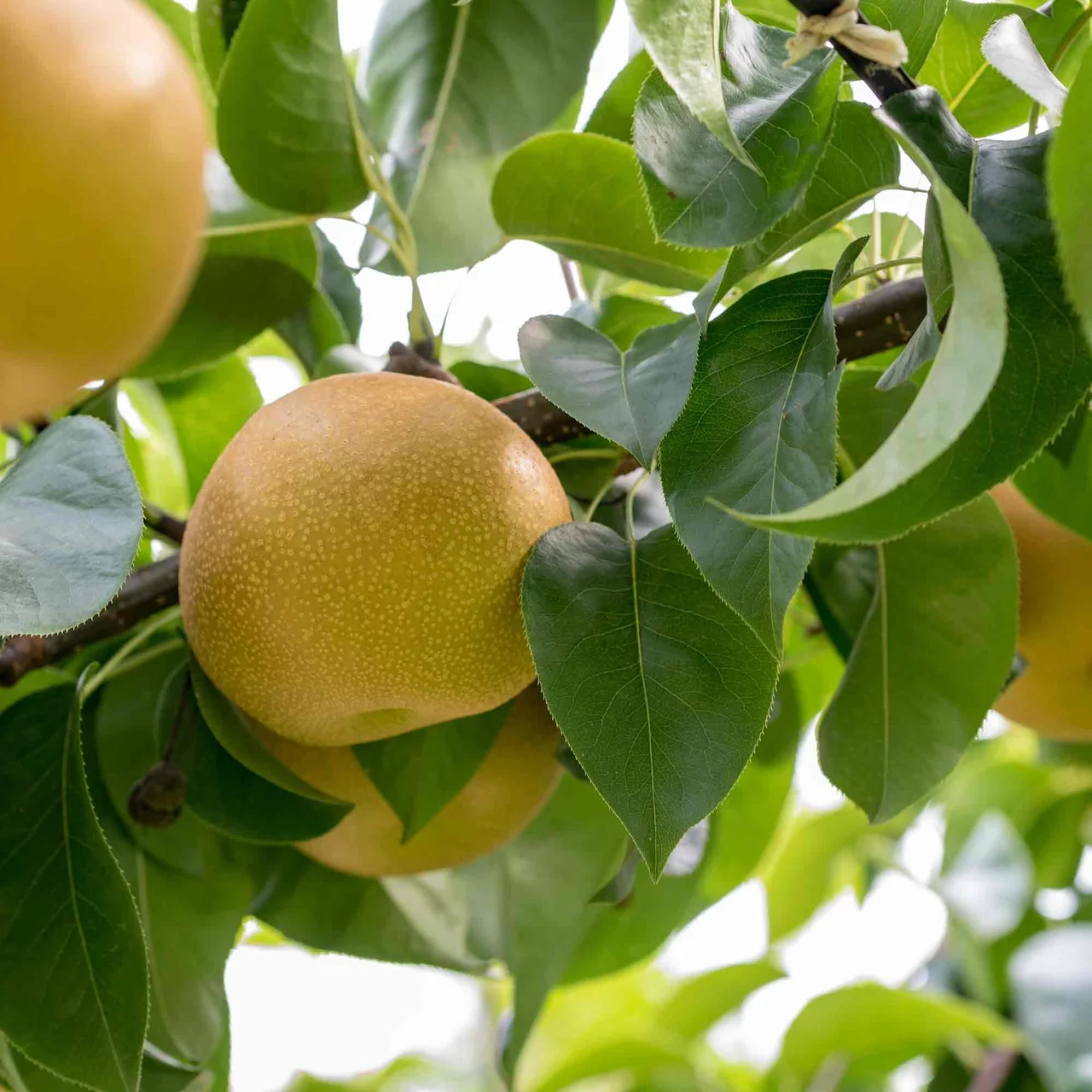 Poirier asiatique / Nashi Kosui | © Bio Baumschule Geers GbR