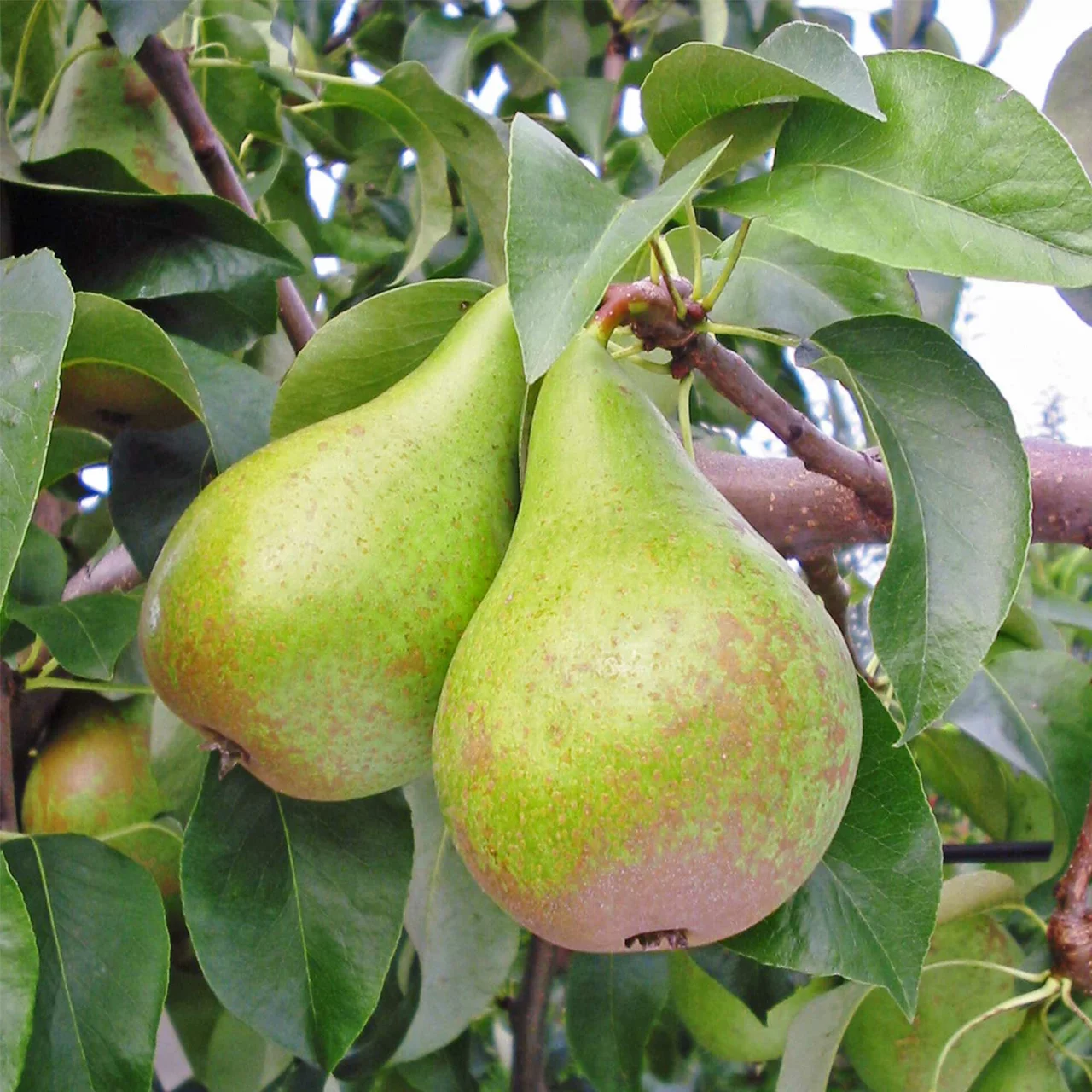 Duo-Birnenbaum Conférence und Williams | © Glauser's Bio-Baumschule