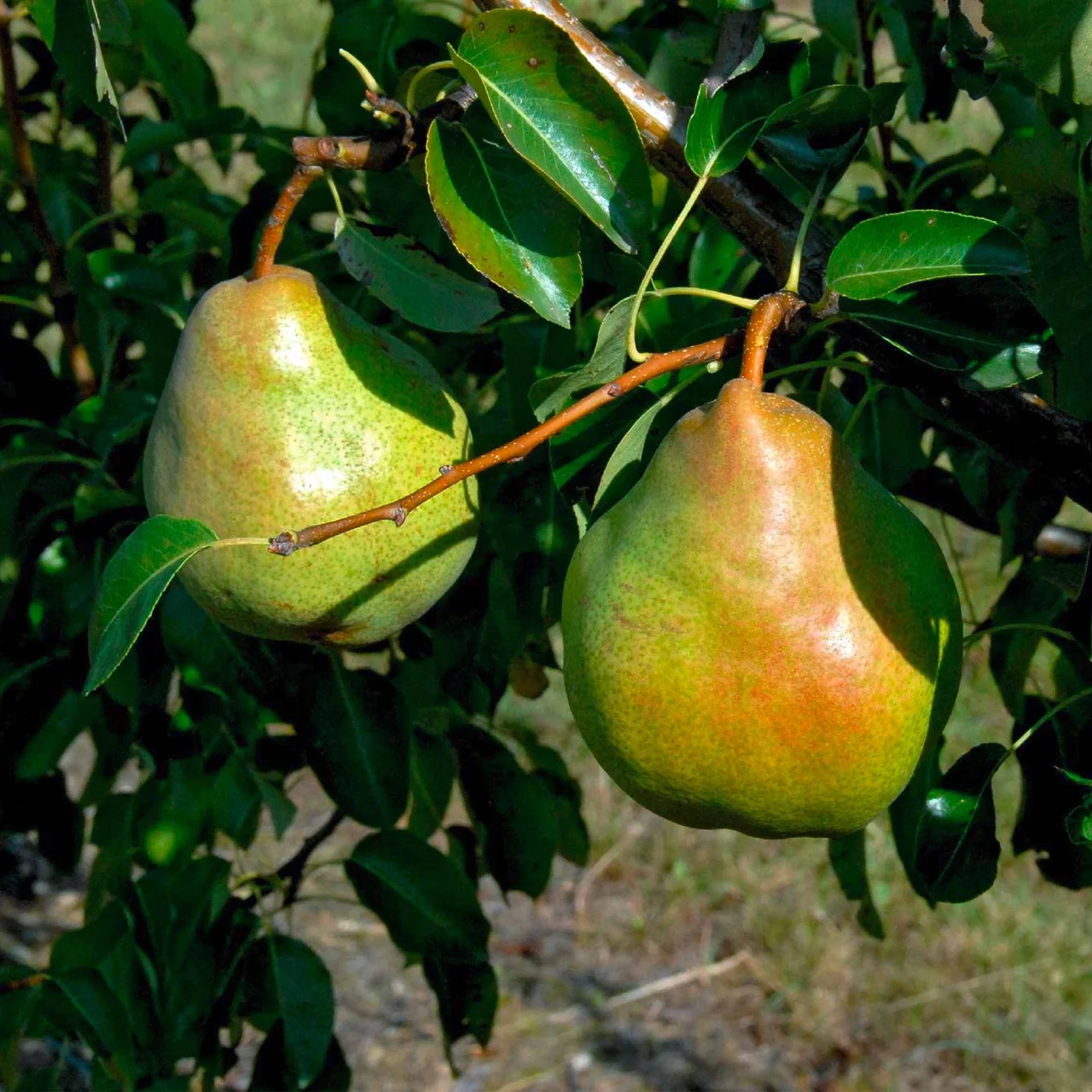 Birnenbaum Gute Luise