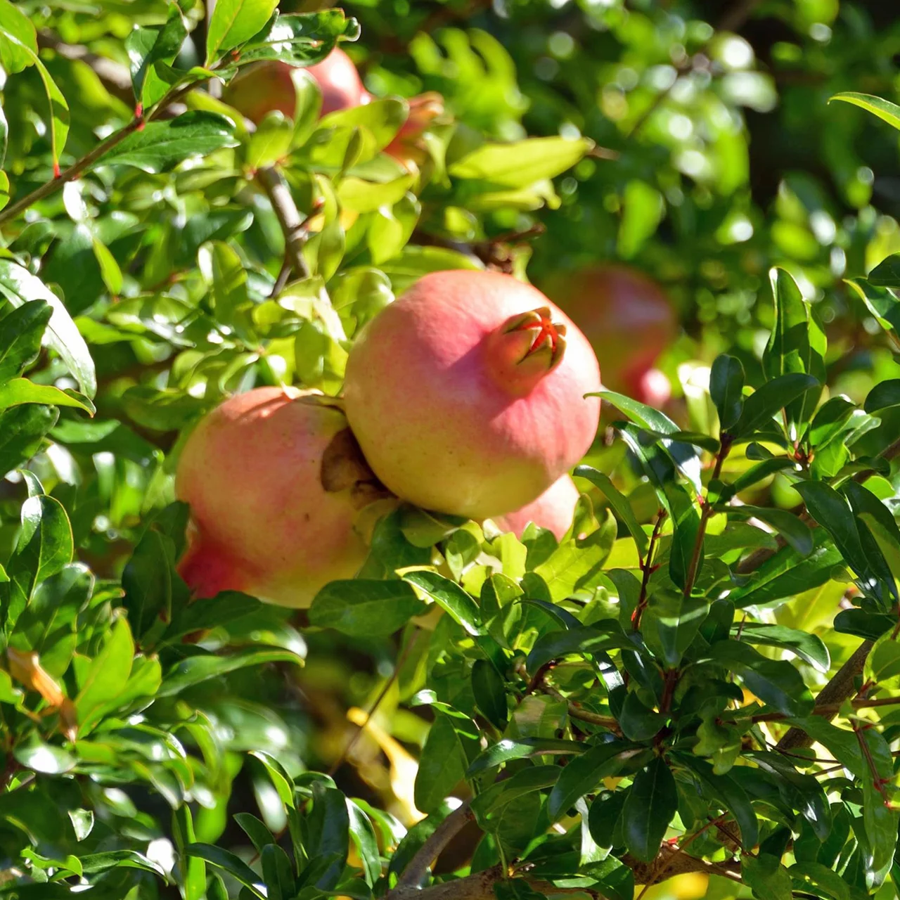 Grenadier Acco | © Bio Baumschule Geers GbR