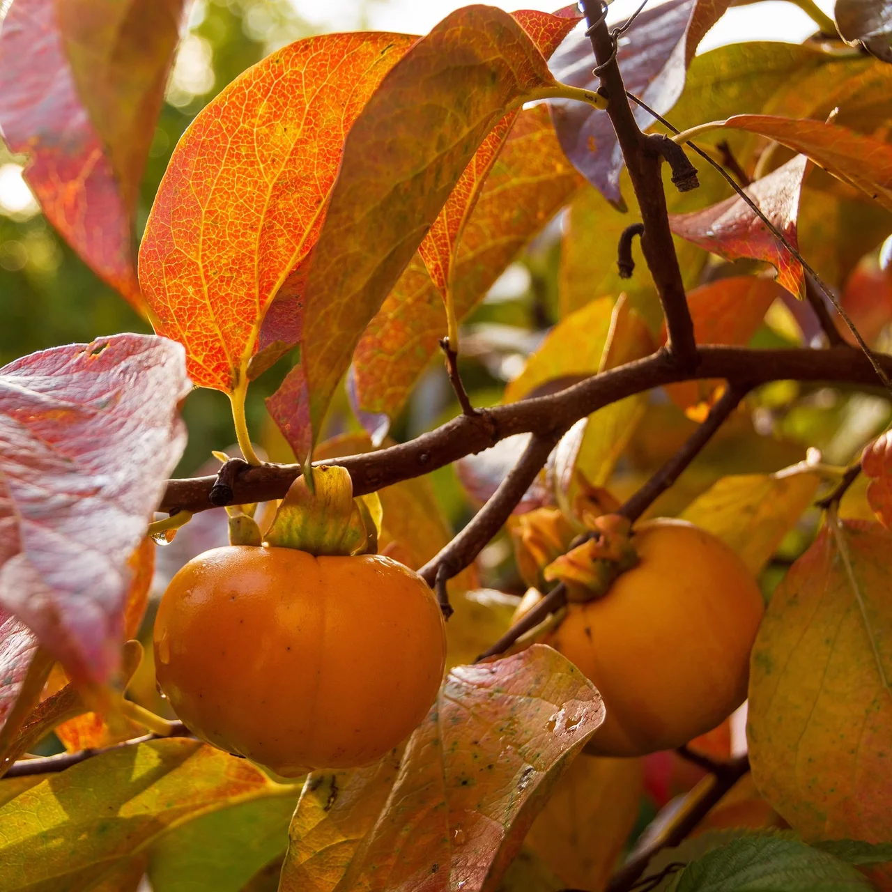 Fruitier kaki Vaniglia (plaqueminier lotier) – Fuseau d'arbre bio