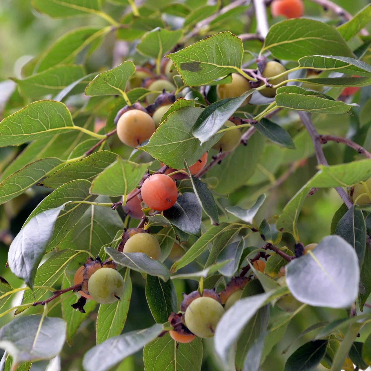 Fruitier kaki Vaniglia (plaqueminier lotier) – Fuseau d'arbre bio