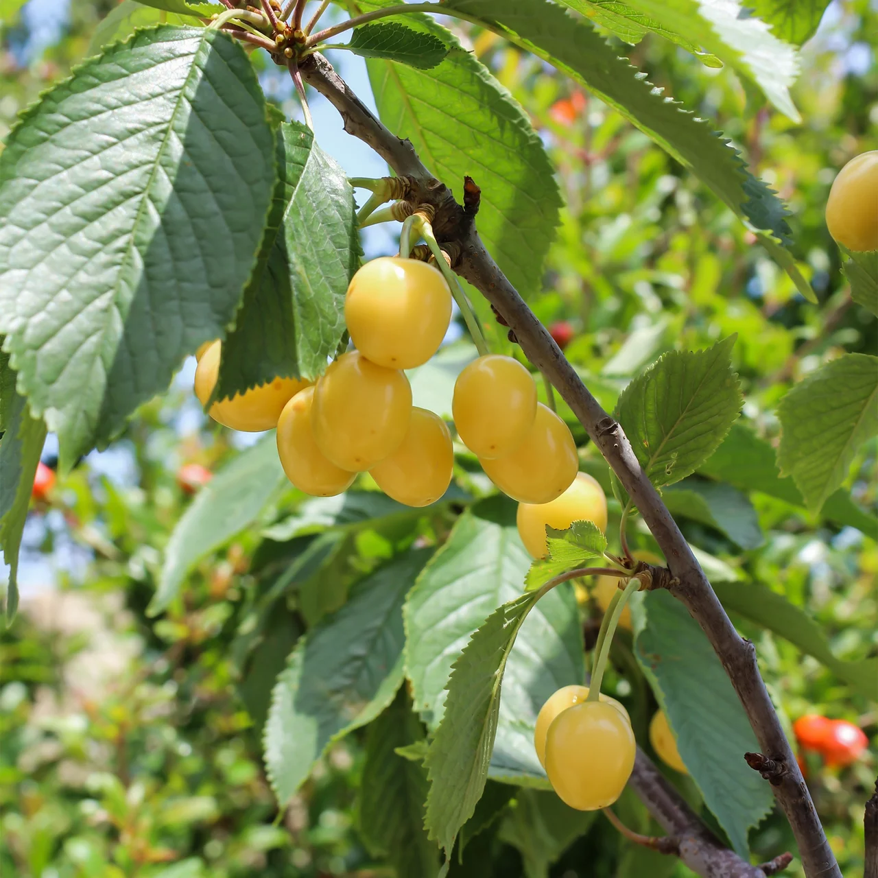 Kirschbaum Gelbe Bltter