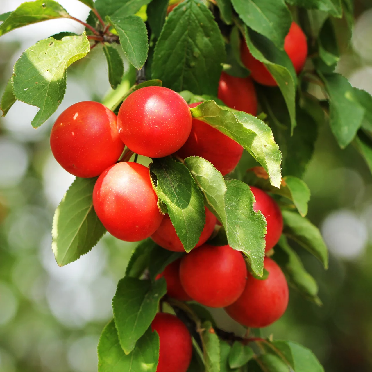 Kirschpflaumenbaum 'Milanka' | © R. Rombach Pflanzenproduktion