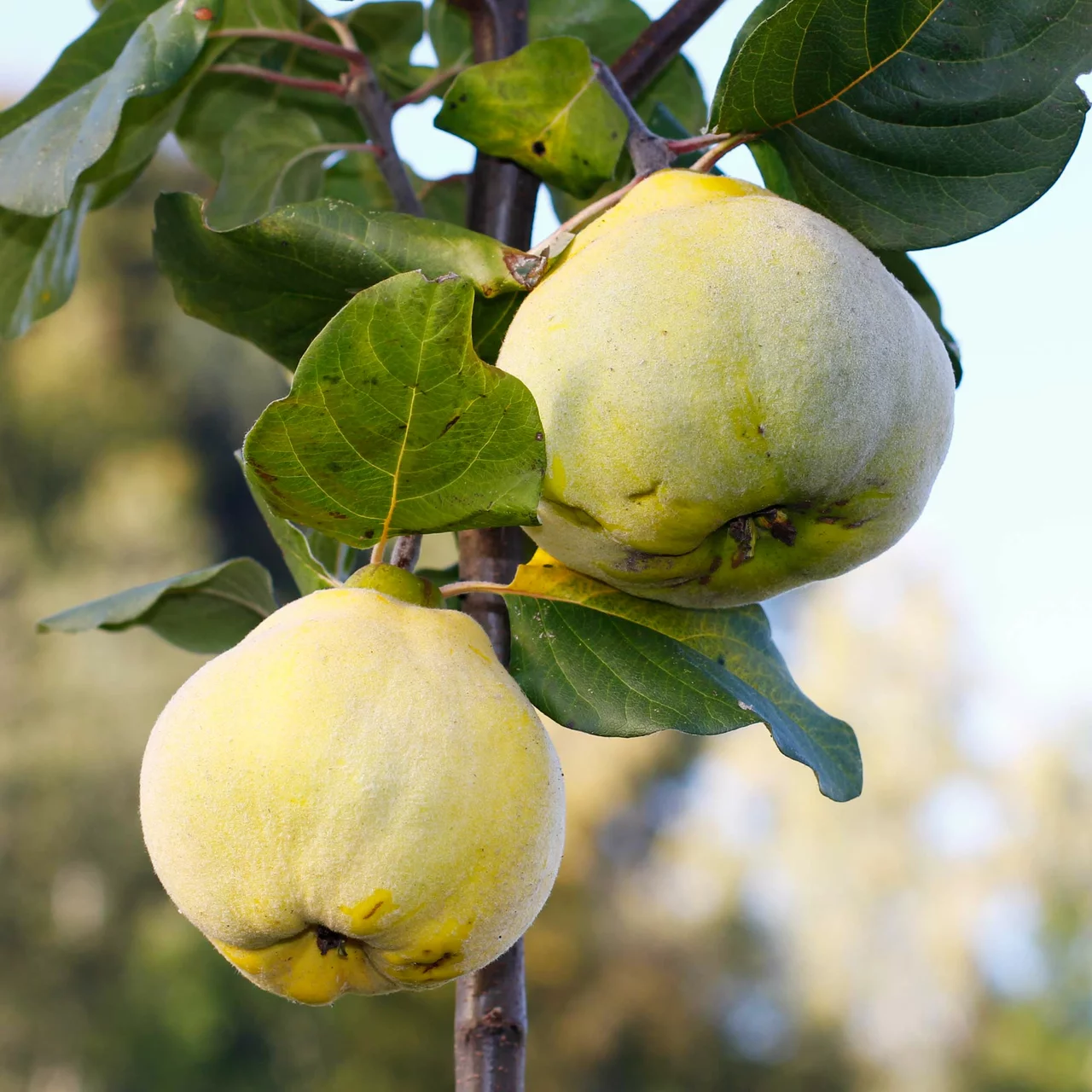 Quittenbaum Aromatnaya | © Glauser's Bio-Baumschule