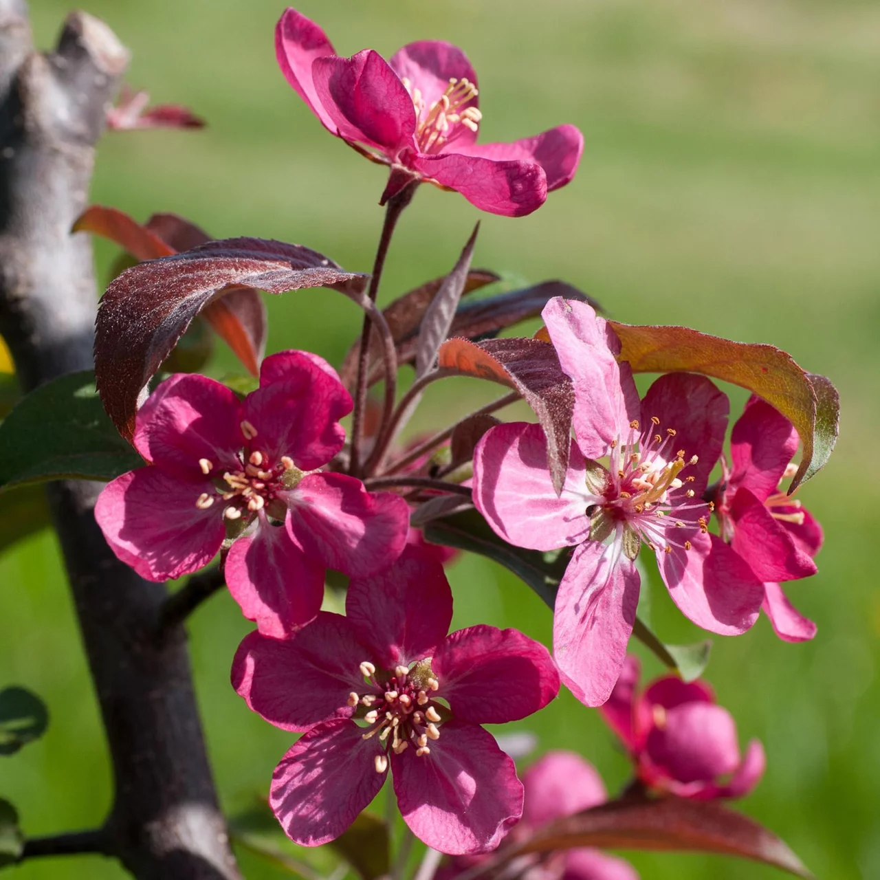 Zierapfelbaum Coccinella | © Glauser's Bio-Baumschule