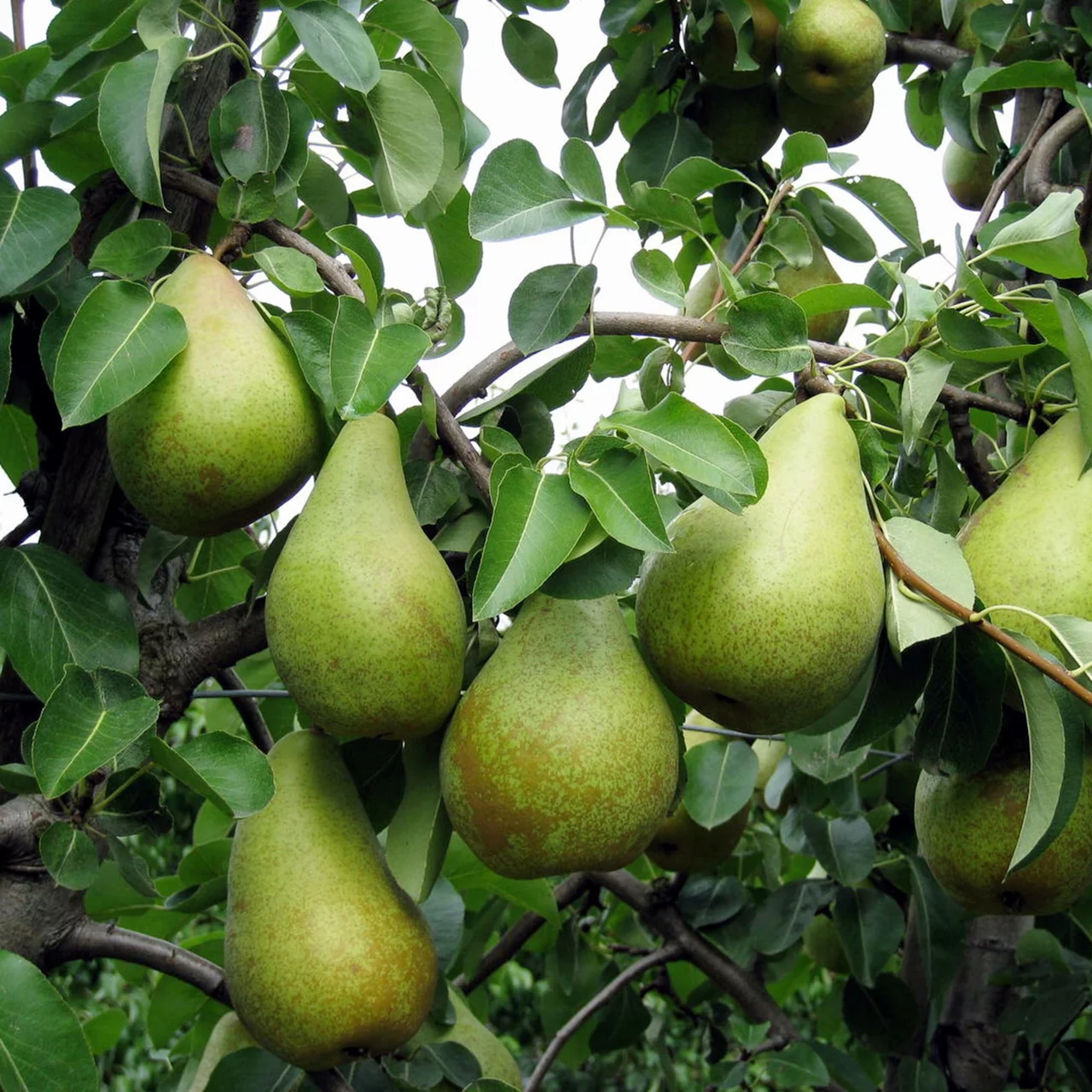 Poirier Novembra® | © Glauser's Bio-Baumschule