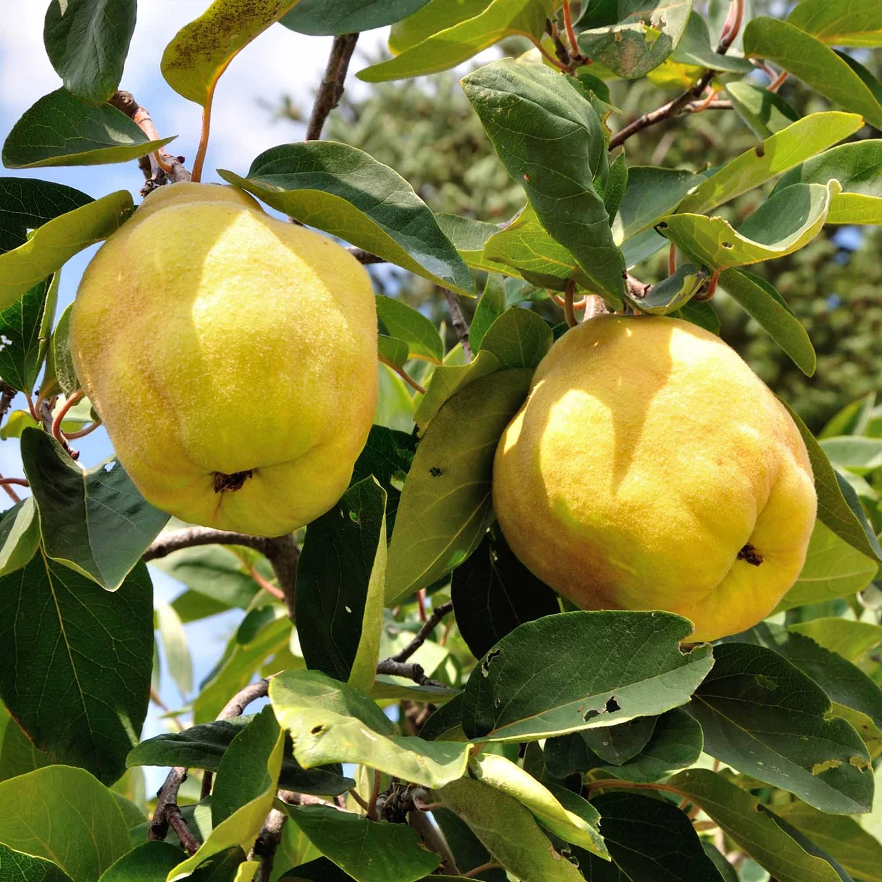 Quittenbaum Ayva® | © R. Rombach Pflanzenproduktion