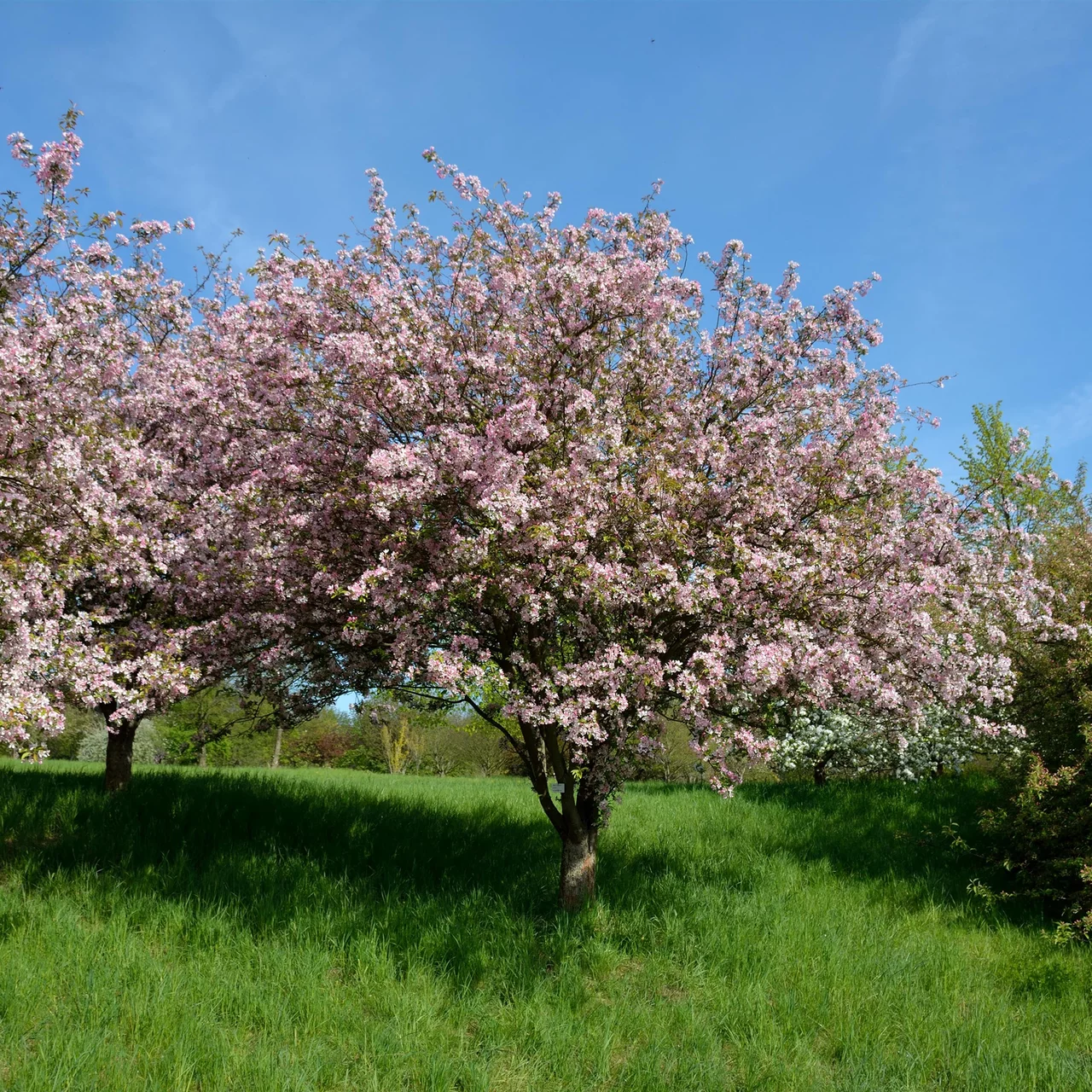 Zierapfel floribunda (Spindelbaum)  Biologische Obstbume