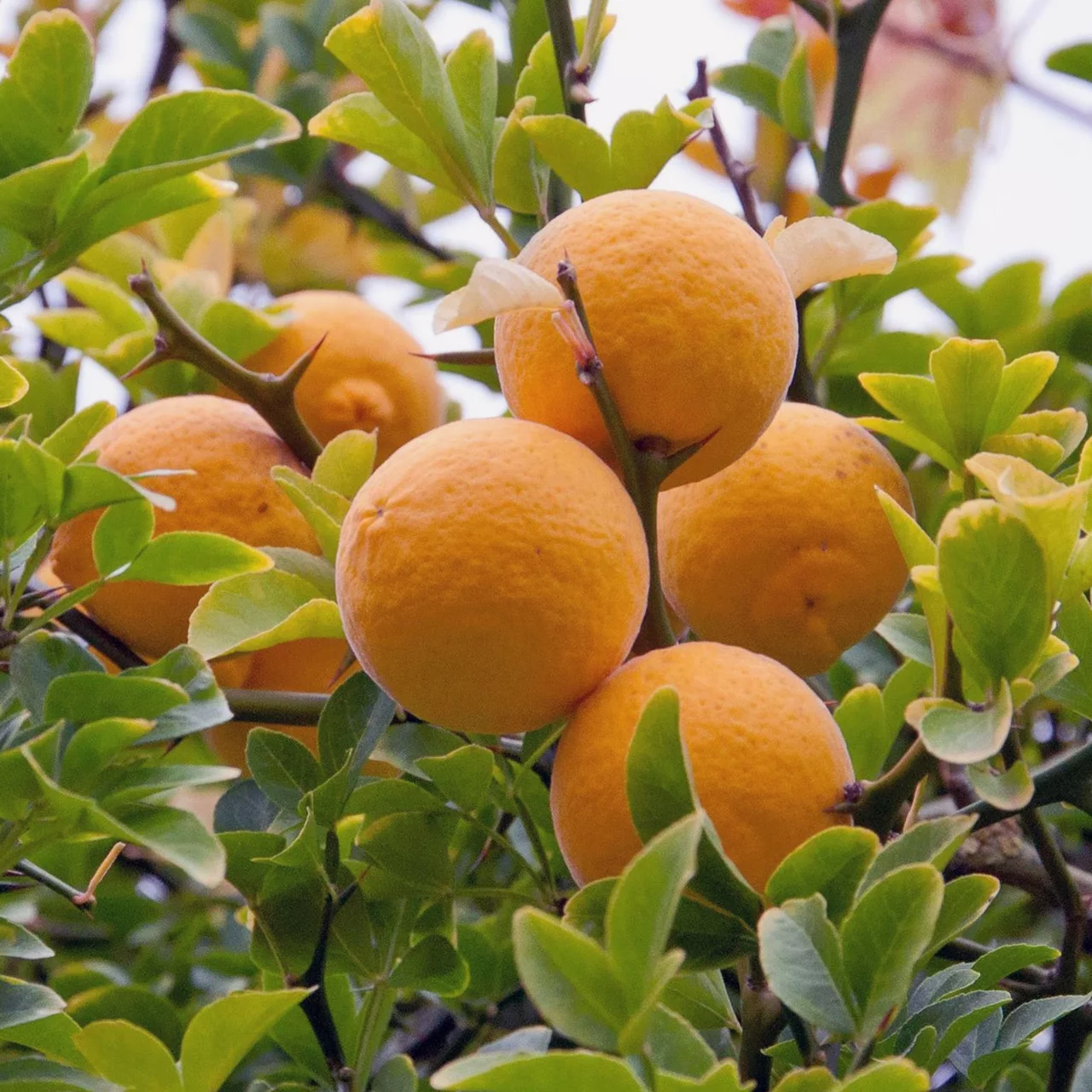 Citronnier épineux | © Bio Baumschule Geers GbR