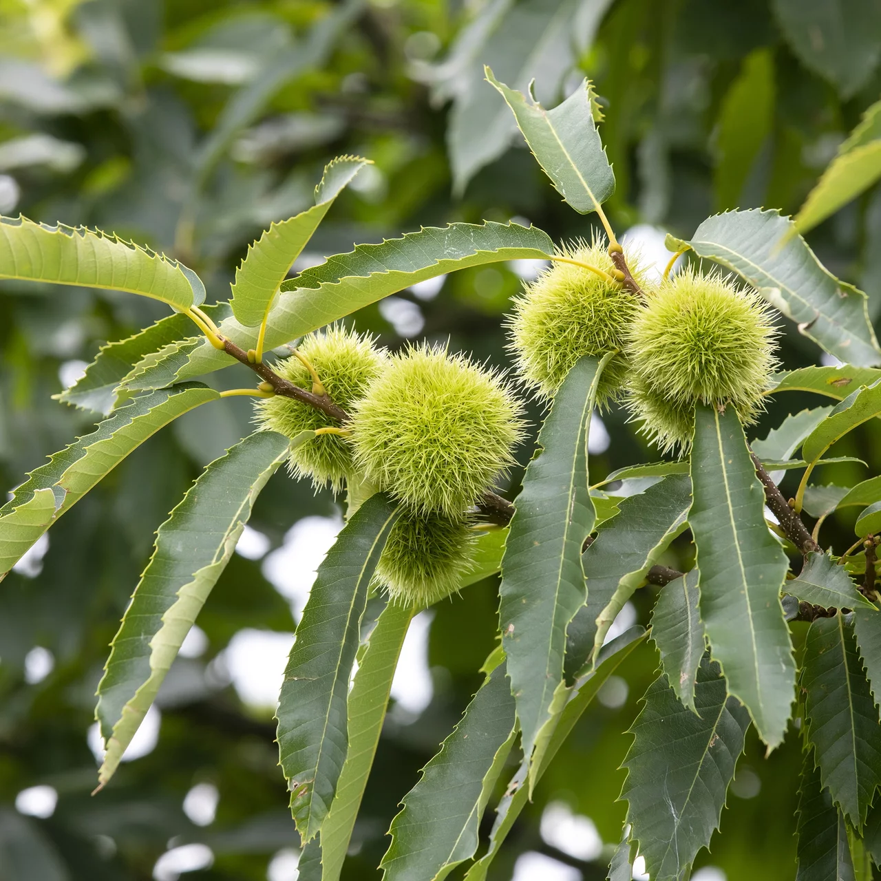 Châtaignier H2 | © R. Rombach Pflanzenproduktion