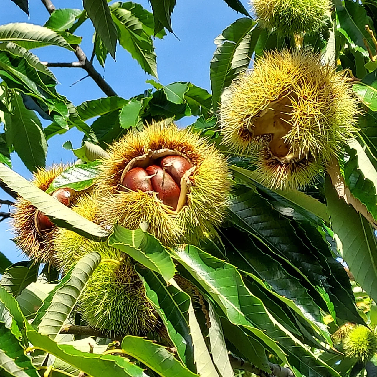 Edelkastanie 'Südtiroler Gelbe' | © R. Rombach Pflanzenproduktion