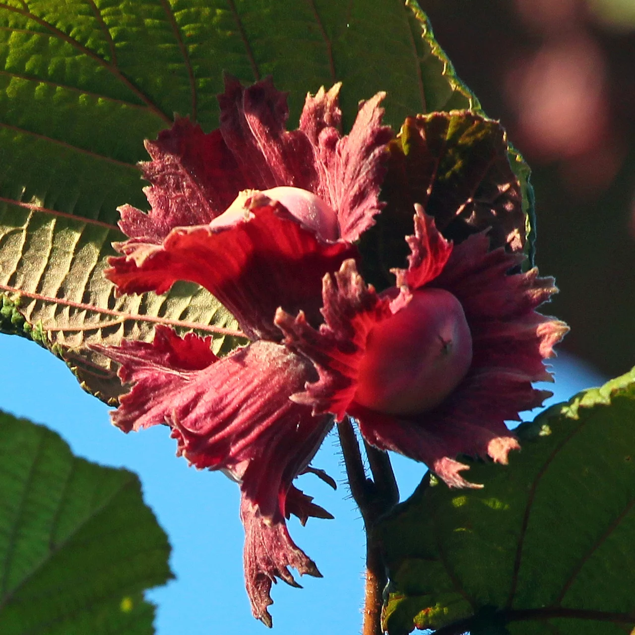 Haselnussbaum Rotblättrige Zellernuss – Bio-Nussbäume | Obstbäume & Gemüsepflanzen