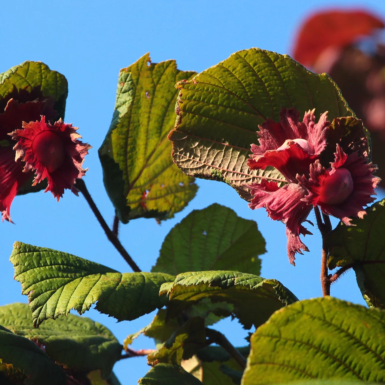 Bio-Nussbäume Zellernuss Rotblättrige – Haselnussbaum