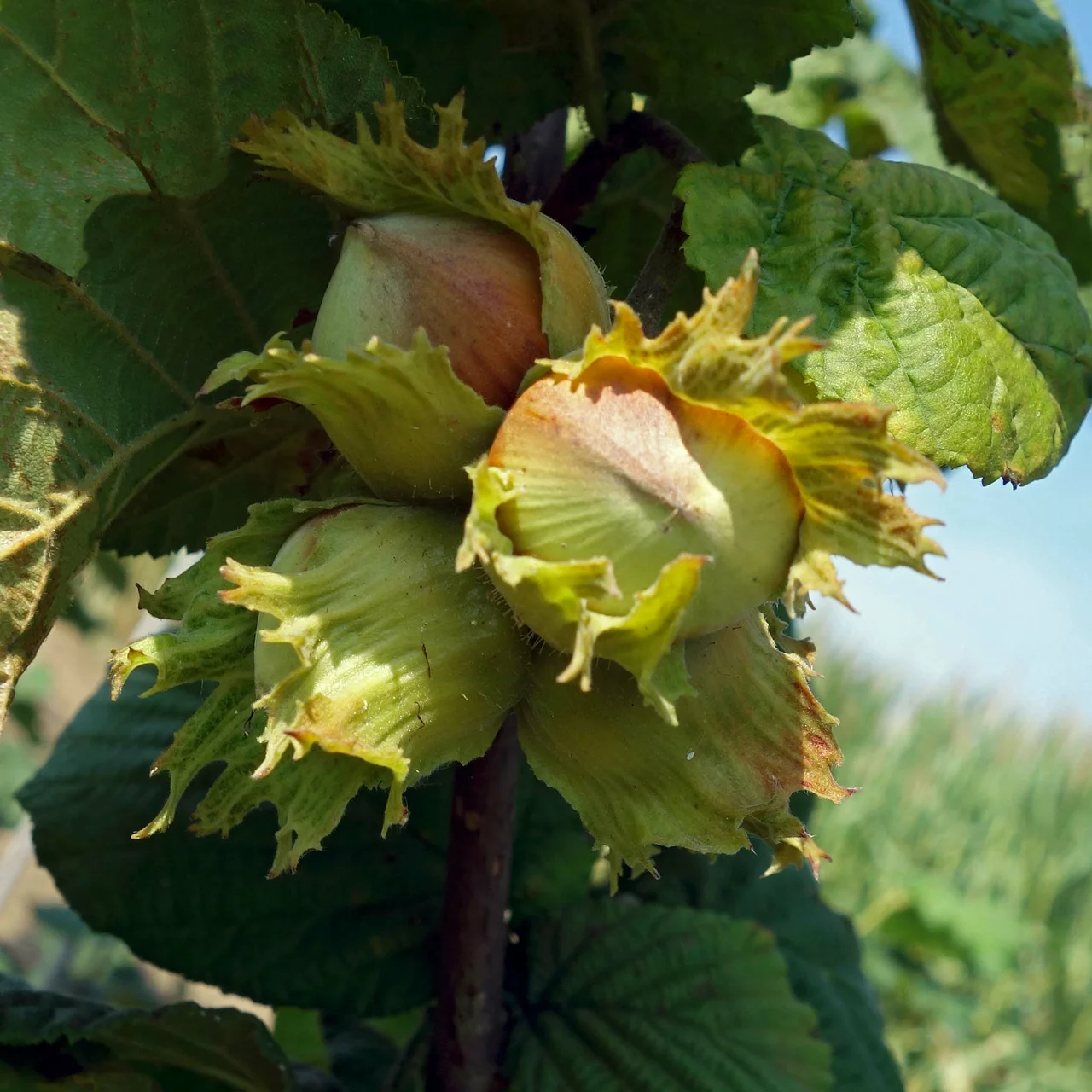 Noisetier | © R. Rombach Pflanzenproduktion