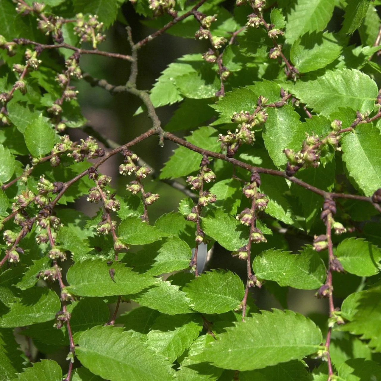 Zelkova du Japon | © R. Rombach Pflanzenproduktion