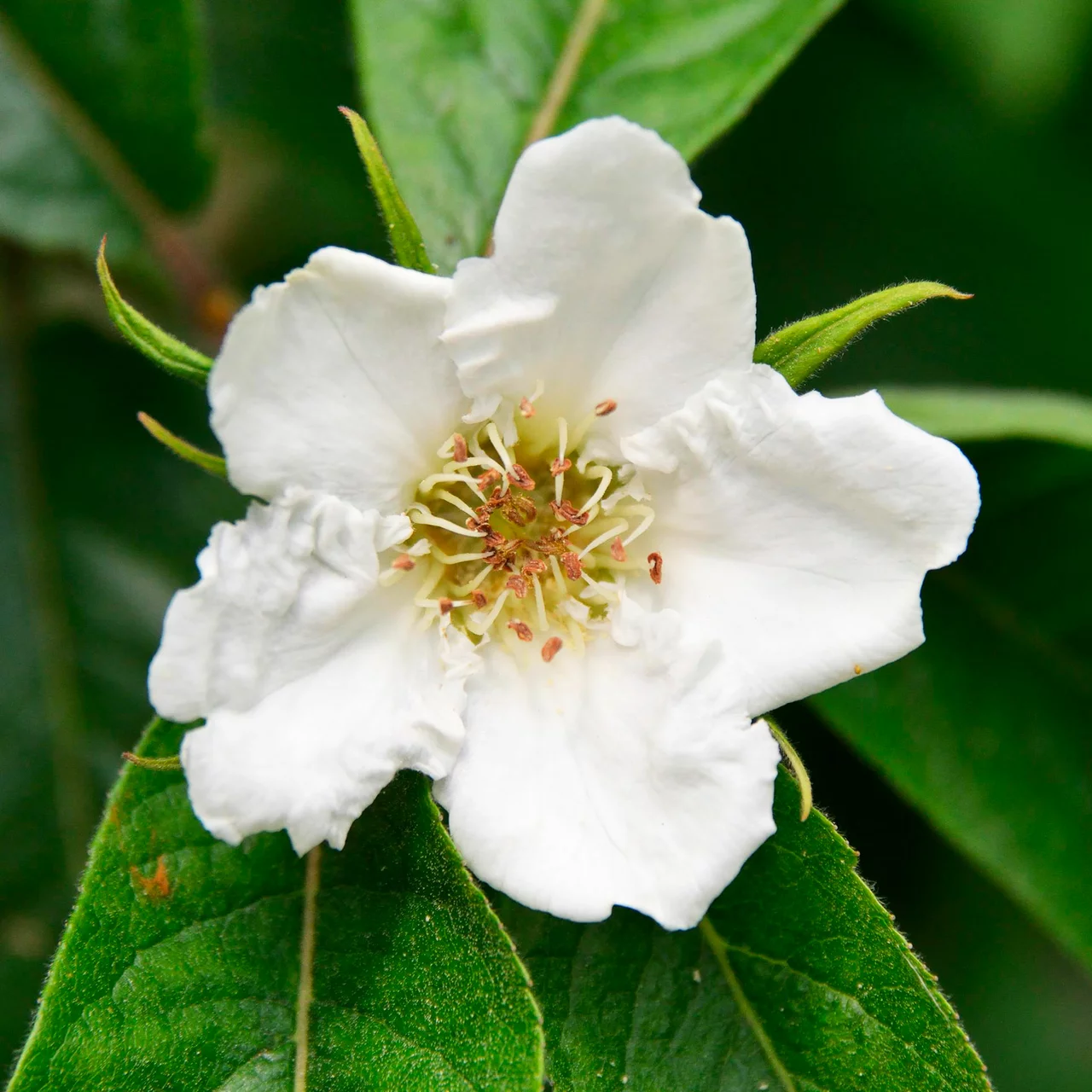 Mispel Nottingham | © R. Rombach Pflanzenproduktion