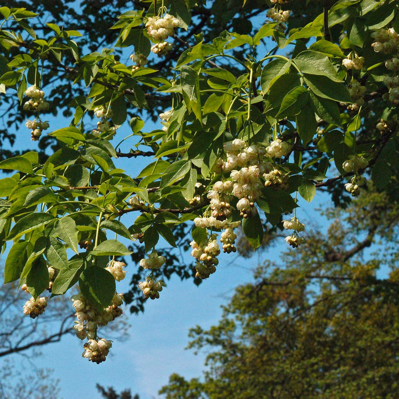 Pimpernuss | © R. Rombach Pflanzenproduktion