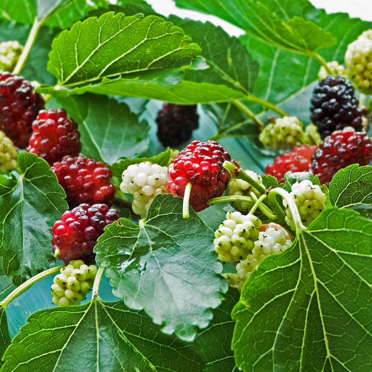 Schwarze Maulbeere Wellington | © Glauser's Bio-Baumschule